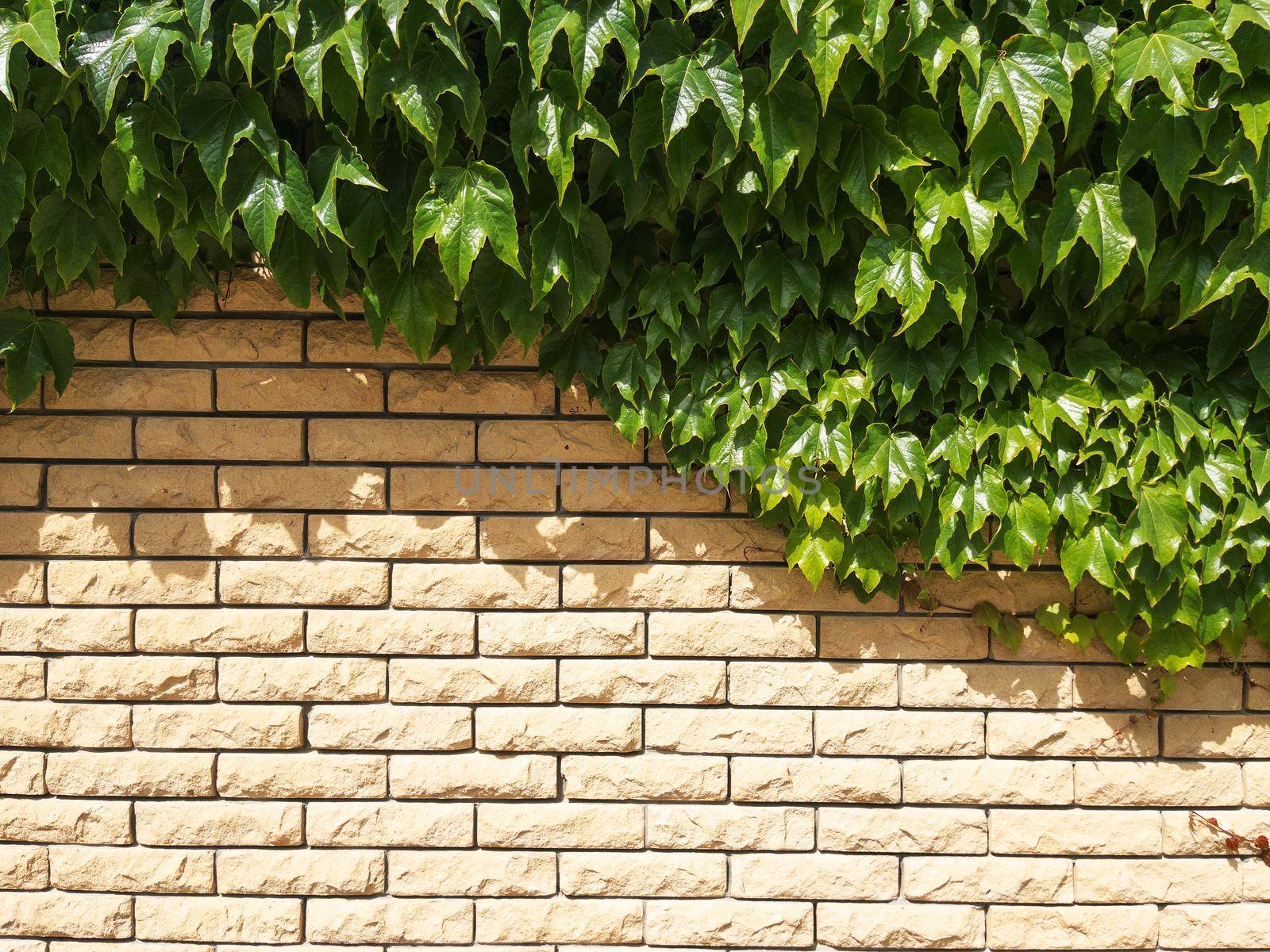 The fence is made of beige textured brick covered with plants in full screen