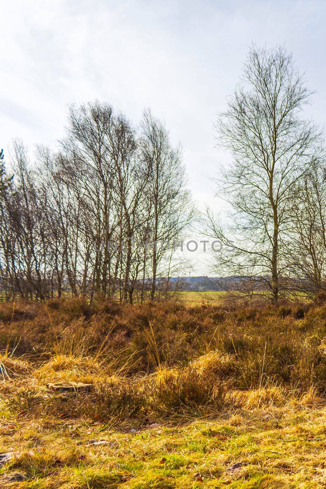 Beautiful natural forest and agricultural moor landscape panorama in the winter in Lower Saxony Germany.