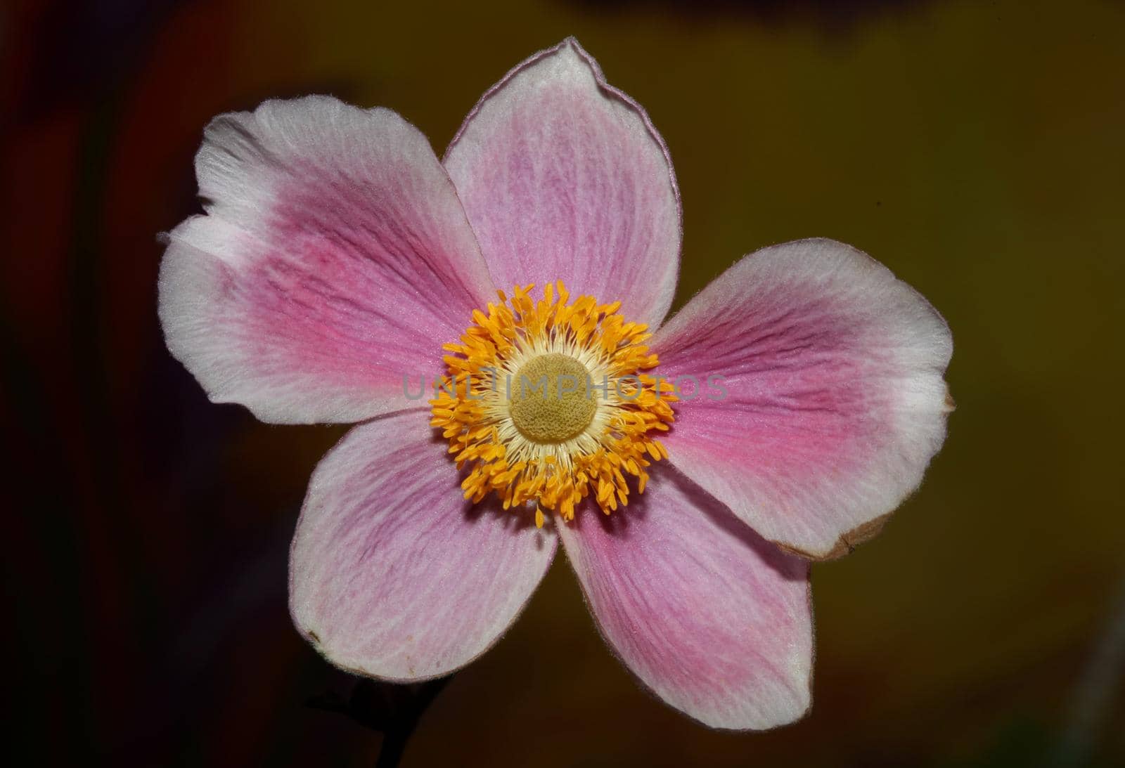 Pink flower blossom close up botanical background anemone tomentosa family ranunculaceae high quality big size prints