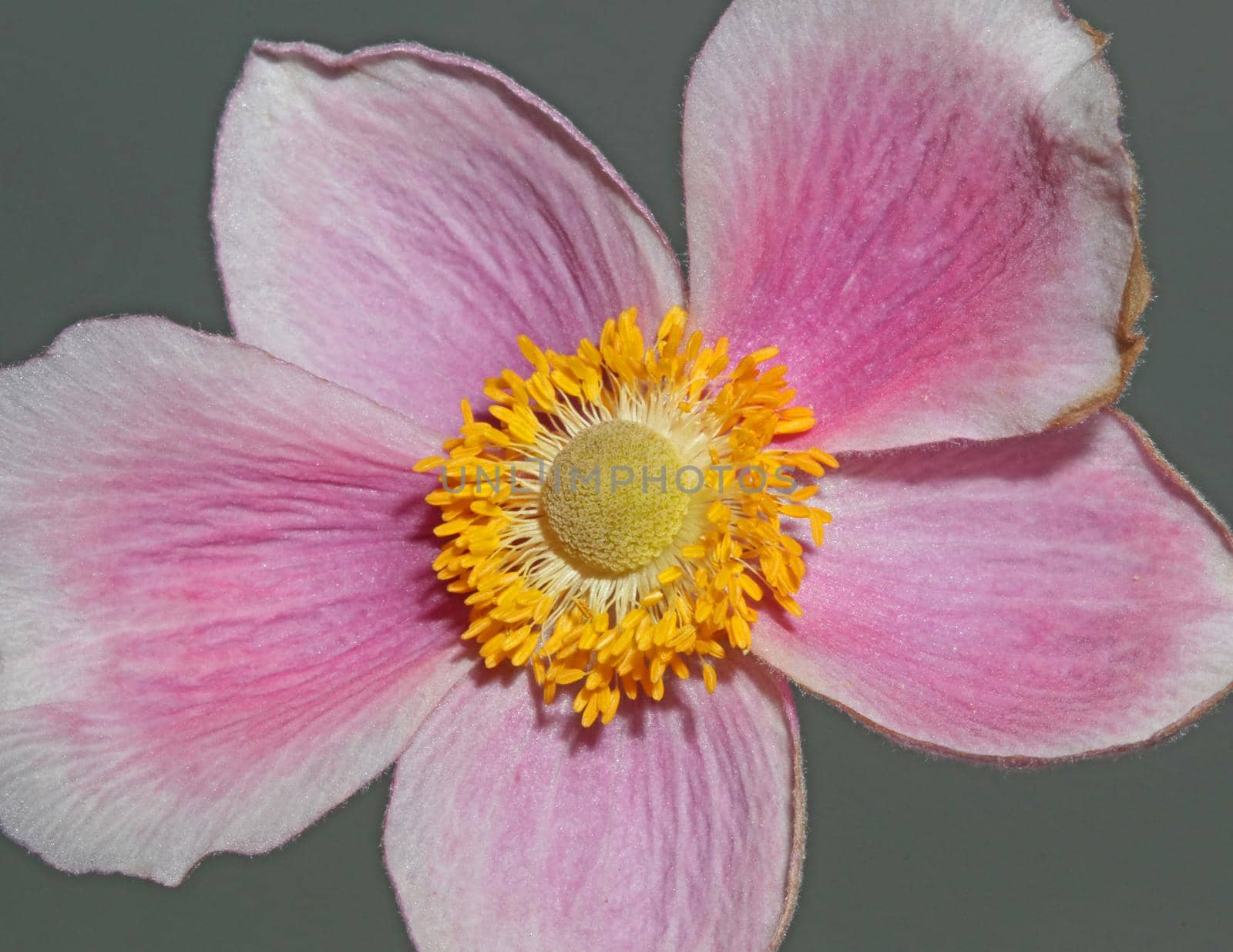 Pink flower blossom close up botanical background anemone tomentosa family ranunculaceae high quality big size prints