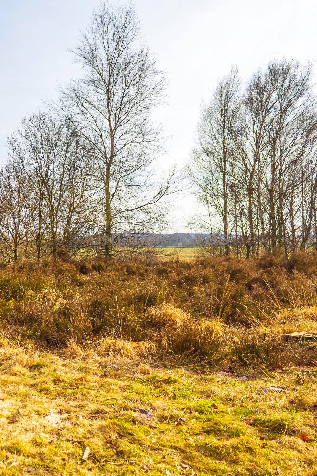 Beautiful natural forest moor and winter landscape panorama Germany. by Arkadij