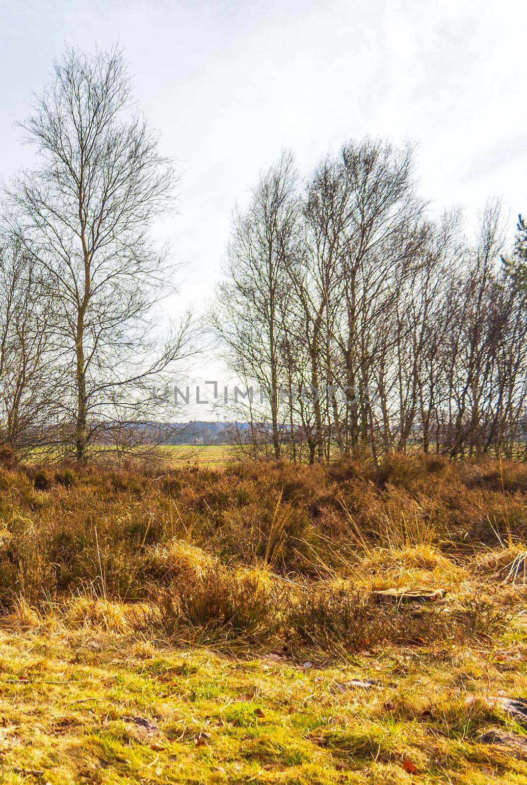 Beautiful natural forest and agricultural moor landscape panorama in the winter in Lower Saxony Germany.