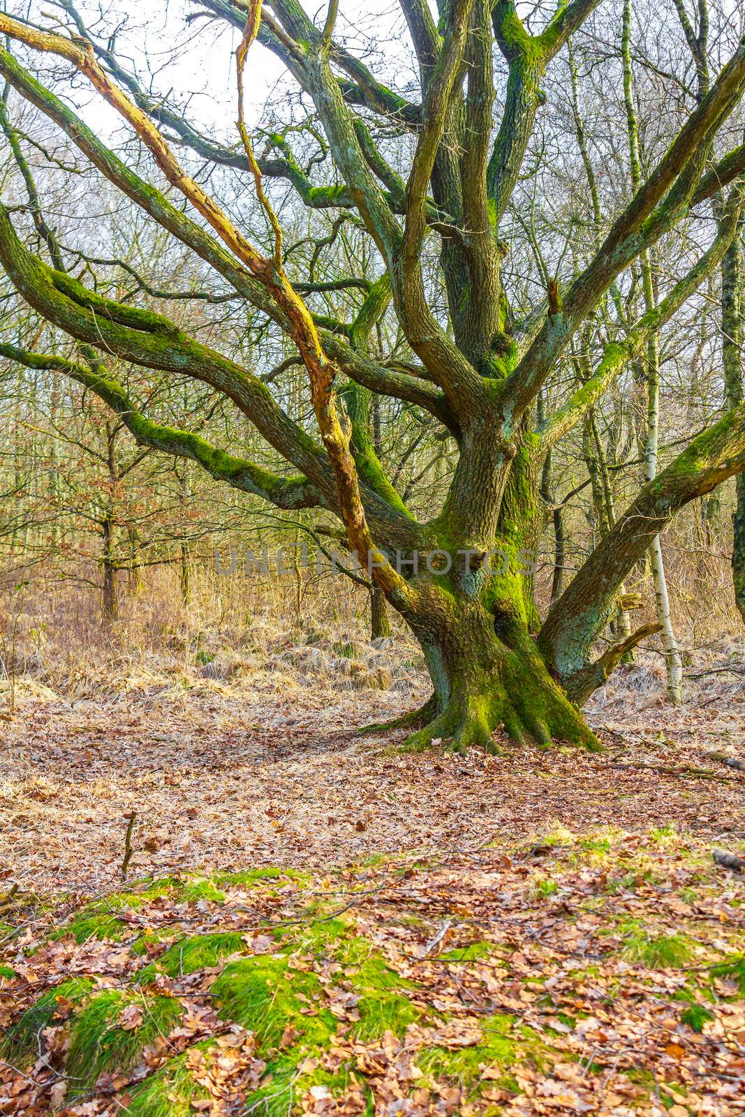 Beautiful natural forest and agricultural moor landscape panorama in the winter in Lower Saxony Germany.