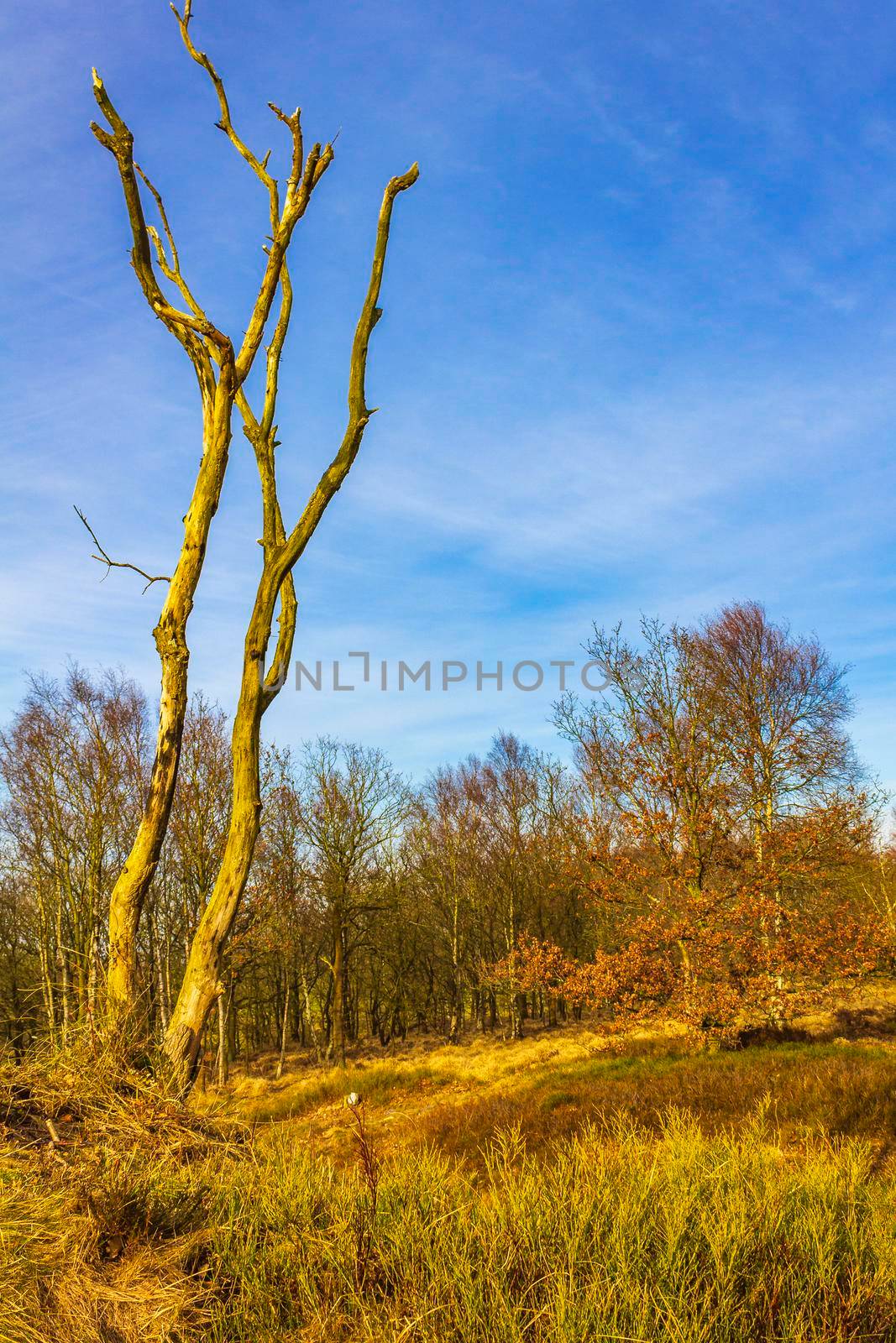 Beautiful natural forest and agricultural moor landscape panorama in the winter in Lower Saxony Germany.