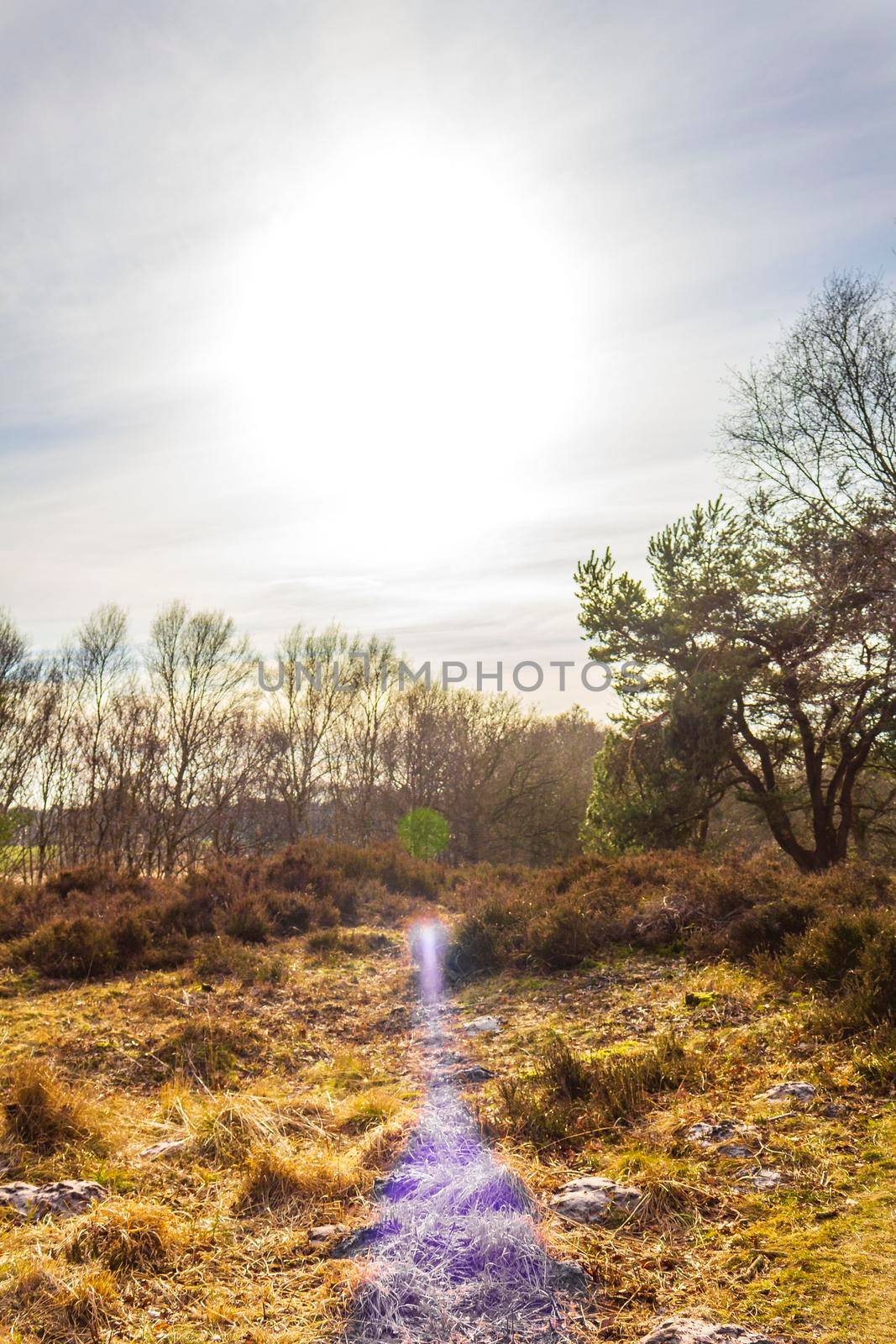 Beautiful natural forest and agricultural moor landscape panorama in the winter in Lower Saxony Germany.