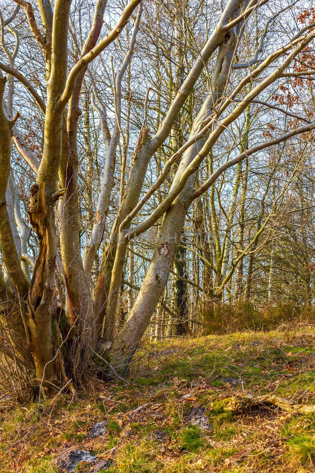 Beautiful natural forest and agricultural moor landscape panorama in the winter in Lower Saxony Germany.