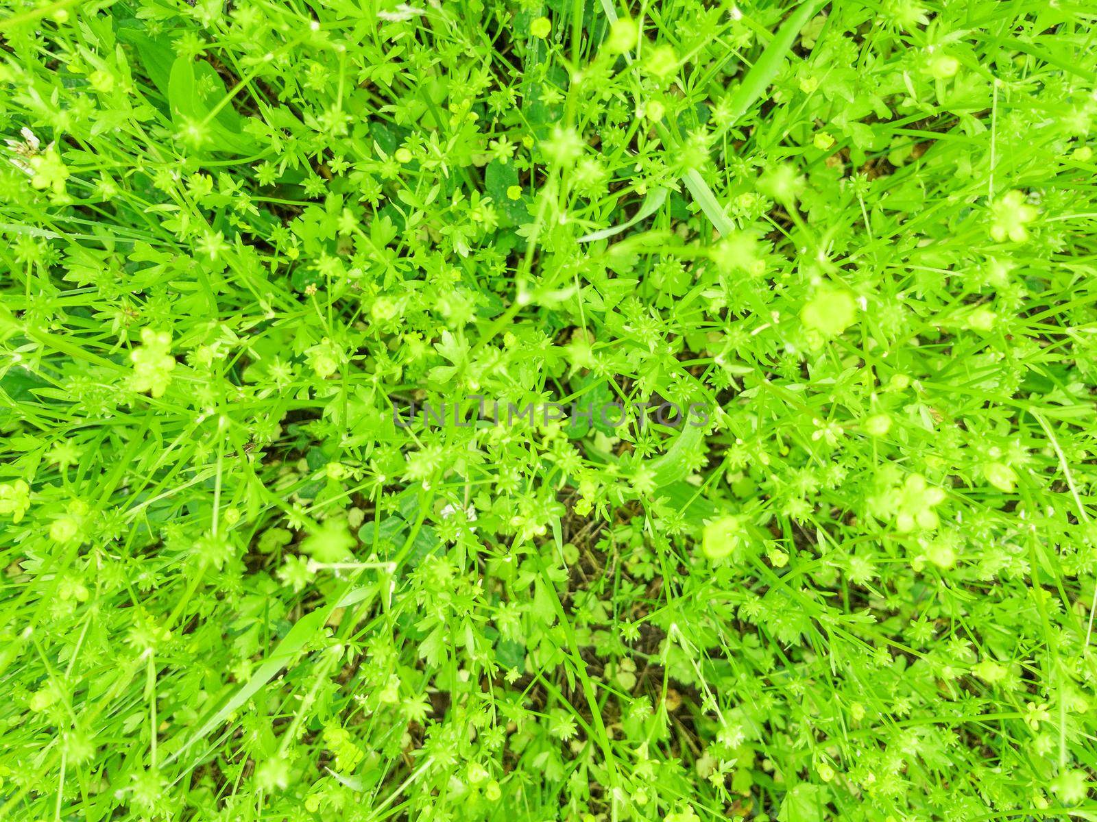 Fresh spring grass as a background with a full-screen view from above