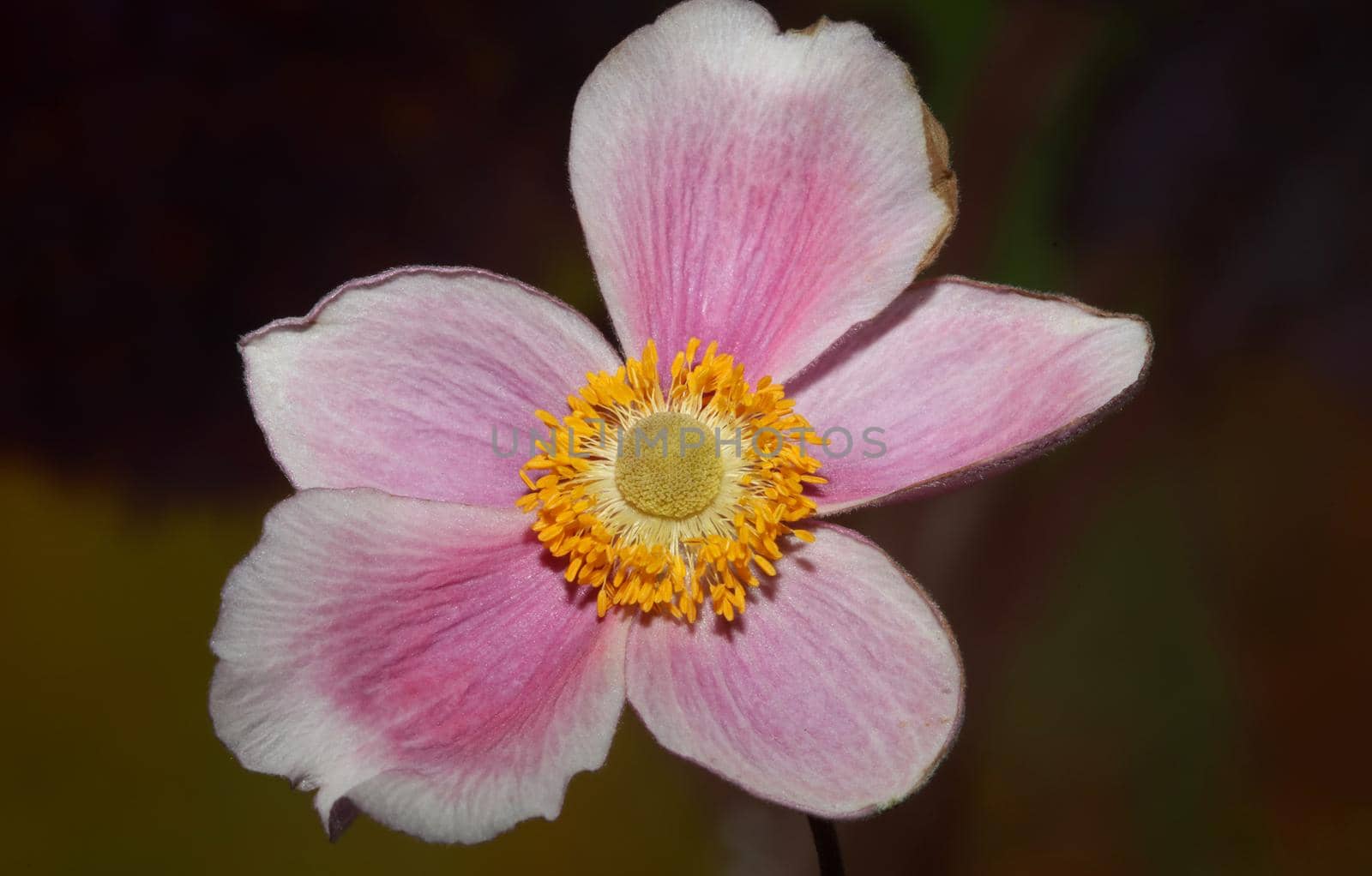 Pink flower blossom close up botanical background anemone tomentosa family ranunculaceae high quality big size prints