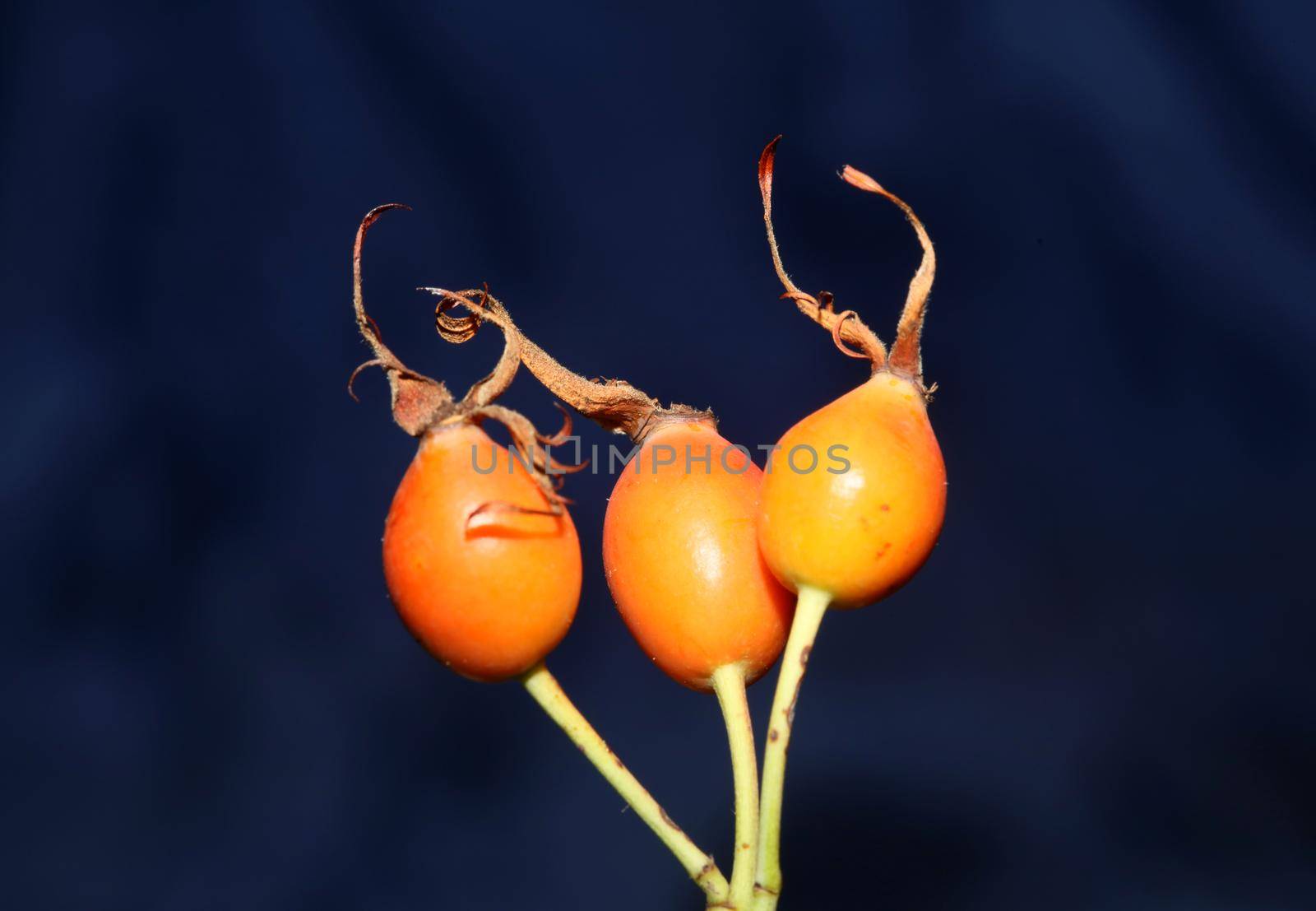 Red wild fruits close up background rosa rubiginosa family rosaceae high quality big size botanical prints