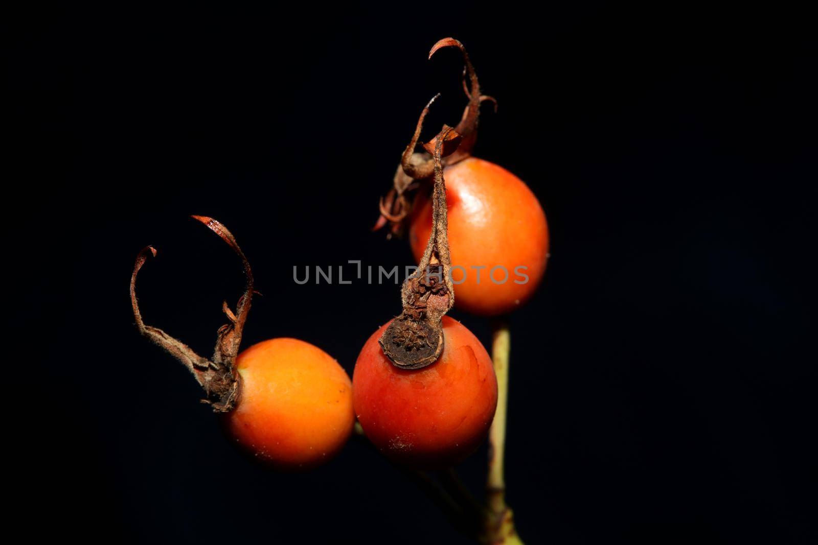 Red wild fruits close up background rosa rubiginosa family rosaceae high quality big size botanical prints