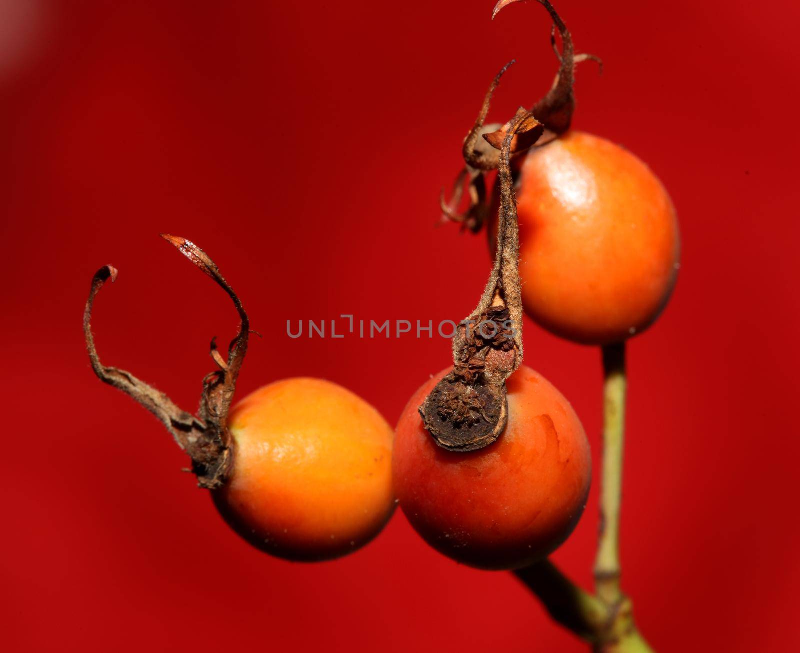 Red wild fruits close up background rosa rubiginosa family rosaceae high quality big size botanical prints