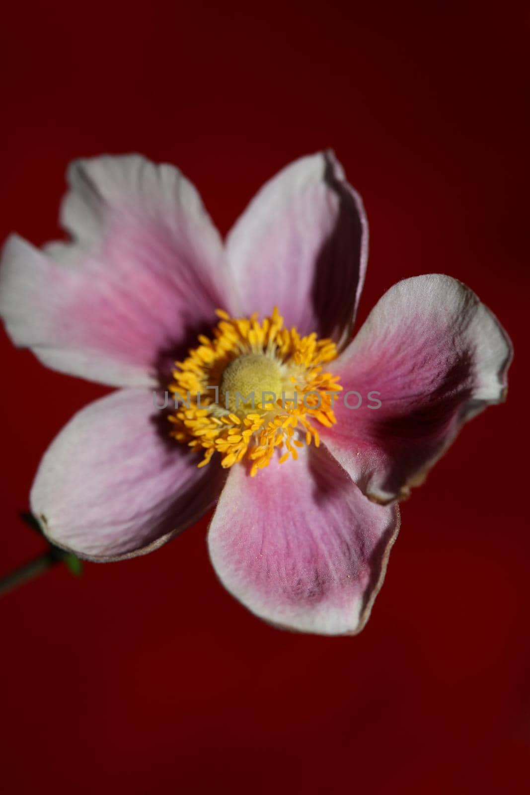 Pink flower blossom close up botanical background anemone tomentosa family ranunculaceae high quality big size prints