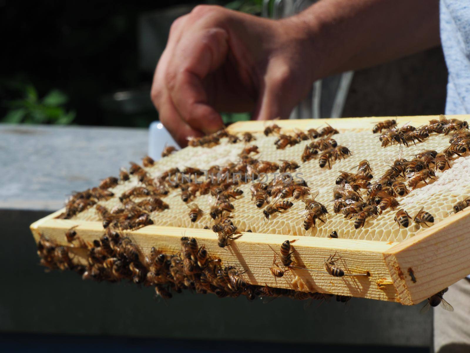 Beekeeper working with bees and beehives on the apiary. Beekeeping concept. Beekeeper harvesting honey Beekeeper on apiary.