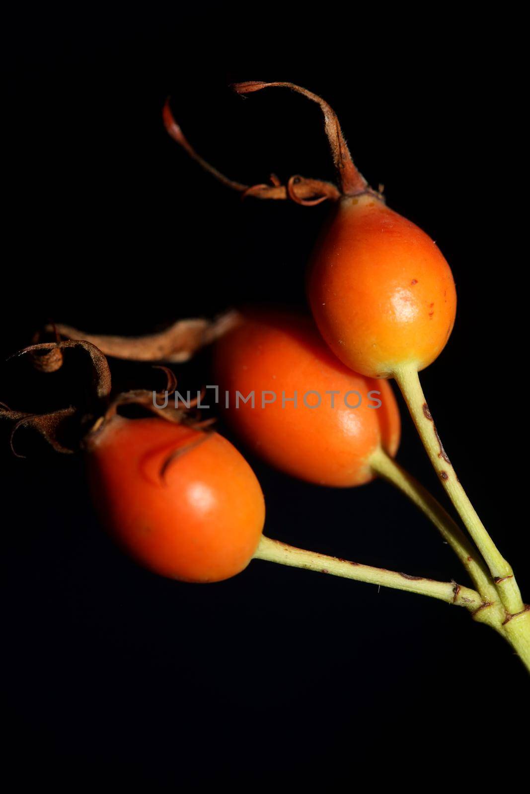 Red wild fruits close up background rosa rubiginosa family rosaceae high quality big size botanical prints