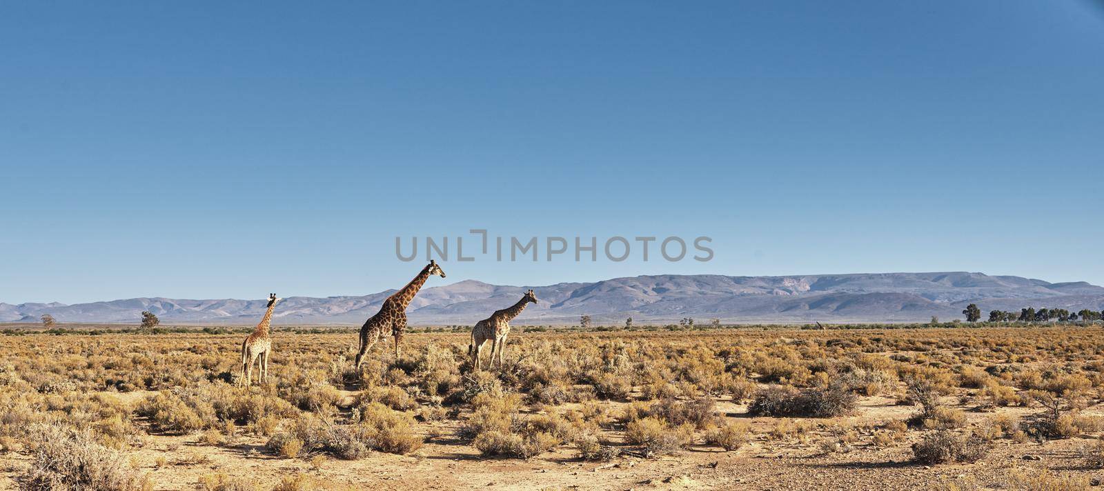 Beautiful giraffe. A photo of a beautiful giraffe on the savanna late afternoon in South Africa
