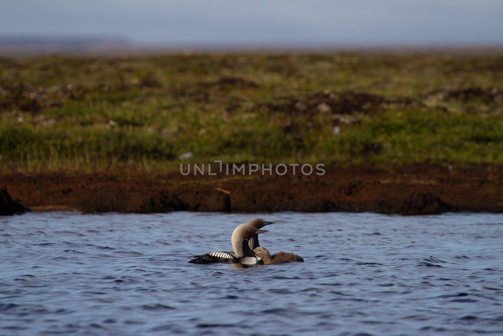 Two adult Pacific Loon or Pacific Diver and juvenile swimming around in an arctic lake with willows in the background by Granchinho