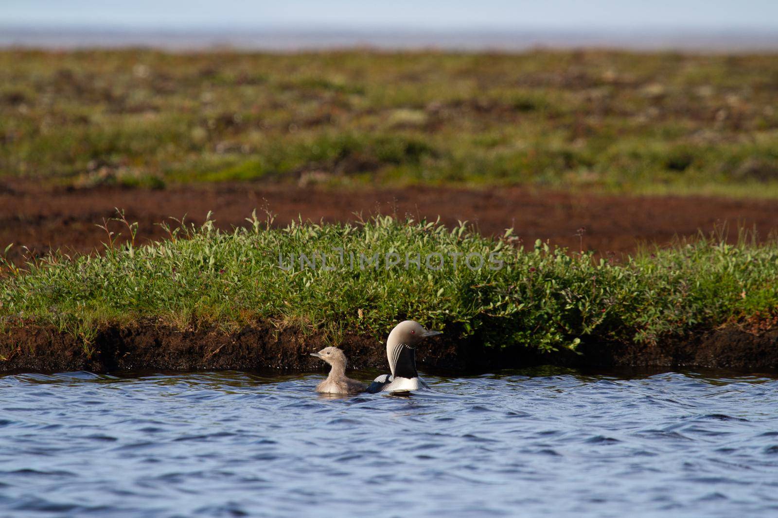 Adult Pacific Loon or Pacific Diver and juvenile swimming around in an arctic lake with willows in the background by Granchinho