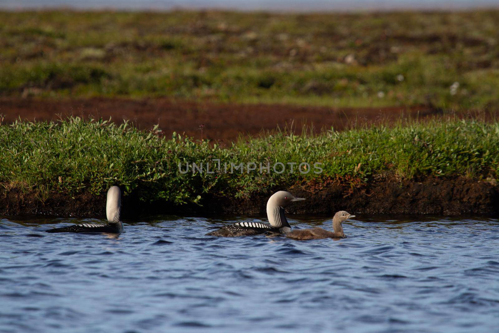 Two adult Pacific Loon or Pacific Diver and juvenile swimming around in an arctic lake with willows in the background, Arviat Nunavut