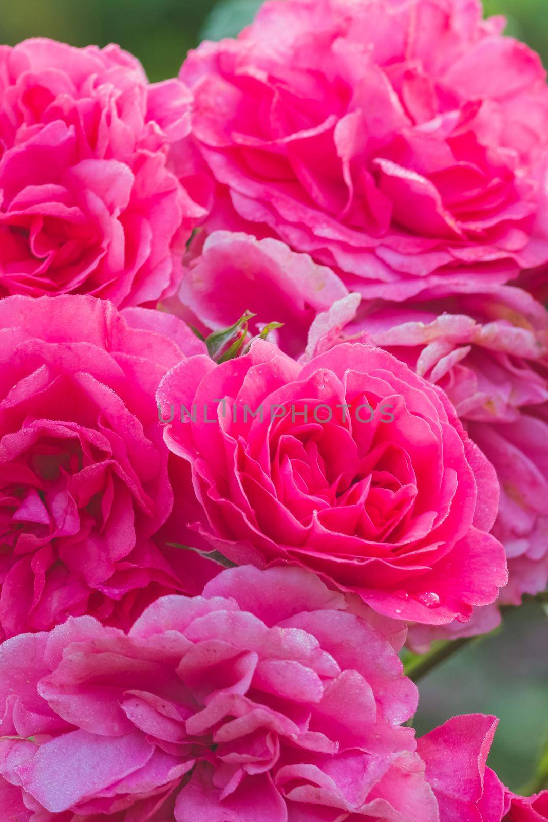 close up color picture of pink roses with the name: Leonardo da Vinci with blurred background