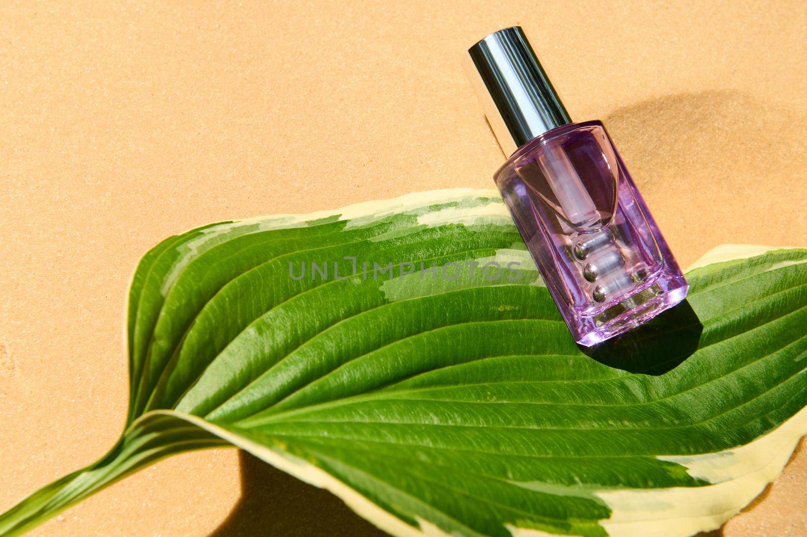 Light violet bottle with dropper of anti-aging, rejuvenating and nourishing skin care liquid cosmetic product on green leaf against sandy background. Minimalistic Beauty art still life. Copy ad space
