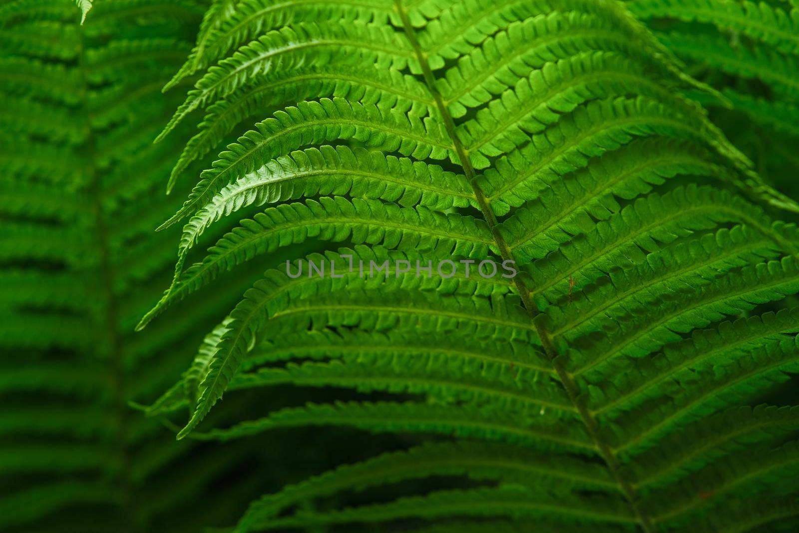 Beautiful background of young green fern leaves. Beautiful ferns leaves of green foliage. Large fern leaves.