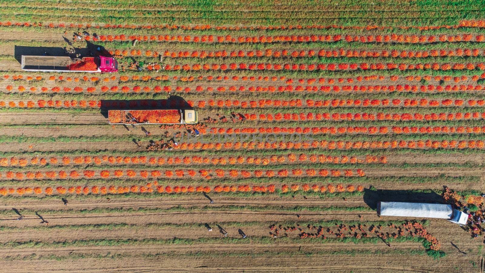 Aerial image of trucks loaded with Fresh harvested ripe Red Tomatoes. High quality photo