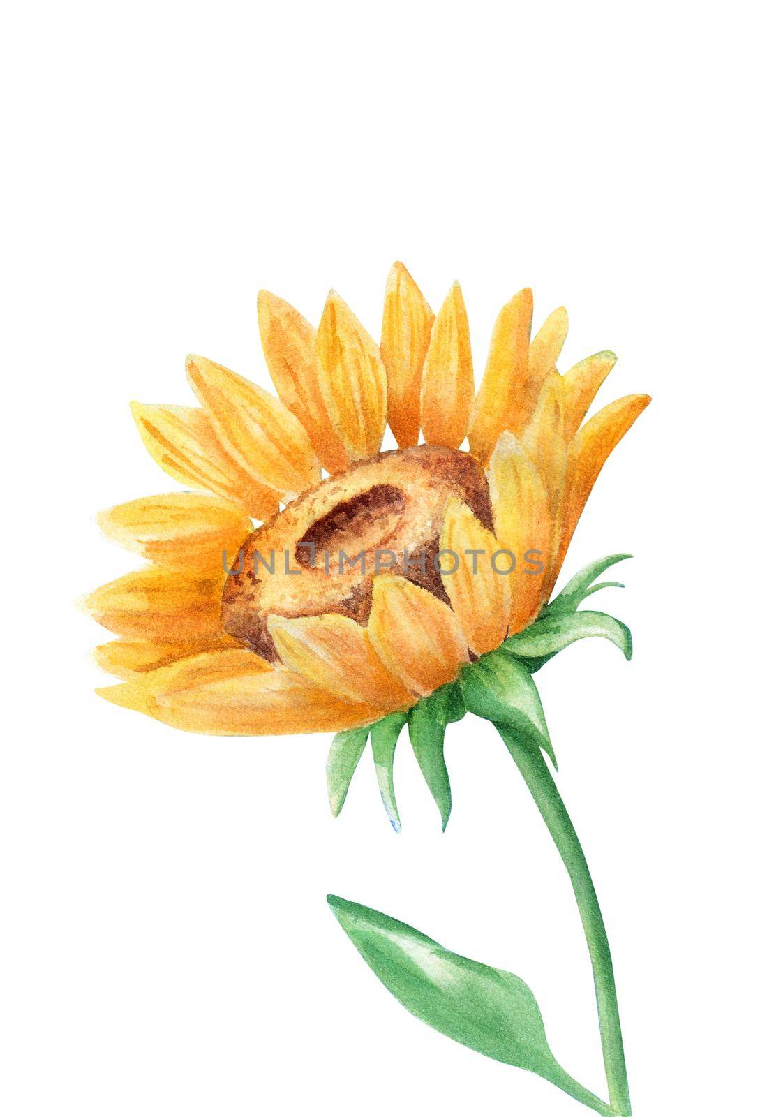 Watercolor drawing of a bright sunflower isolated on a white background. Hand drawn watercolor illustration