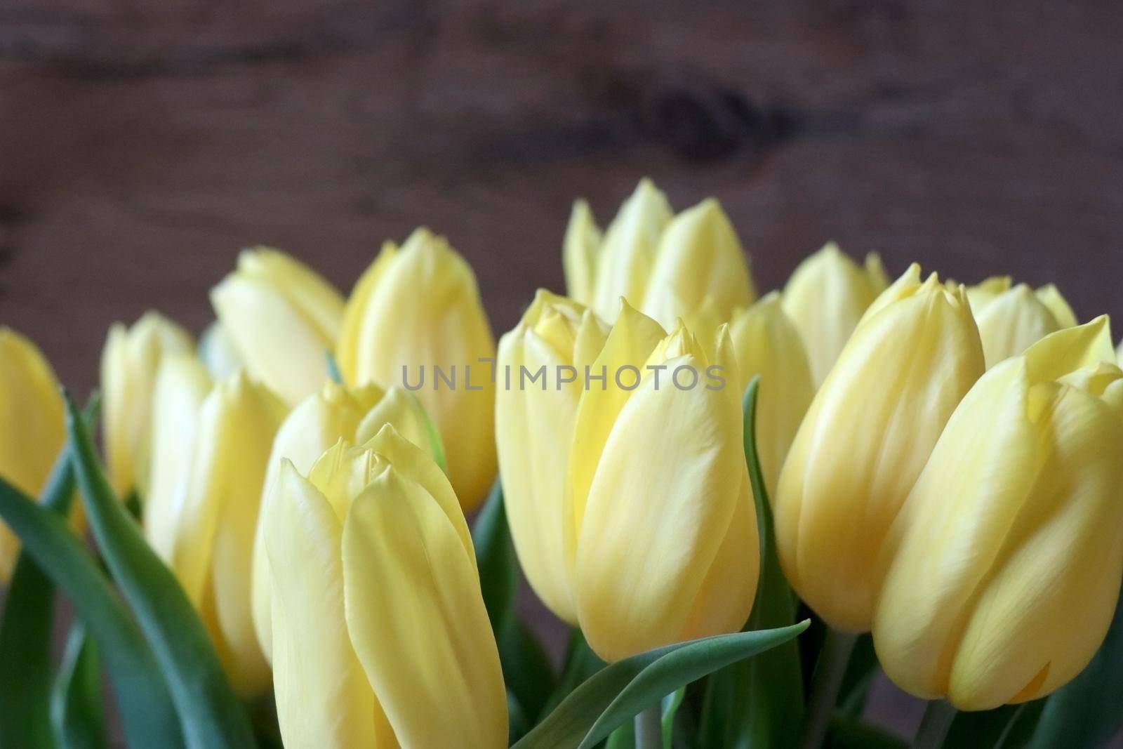 Bouquet of yellow fresh tulips in a vase