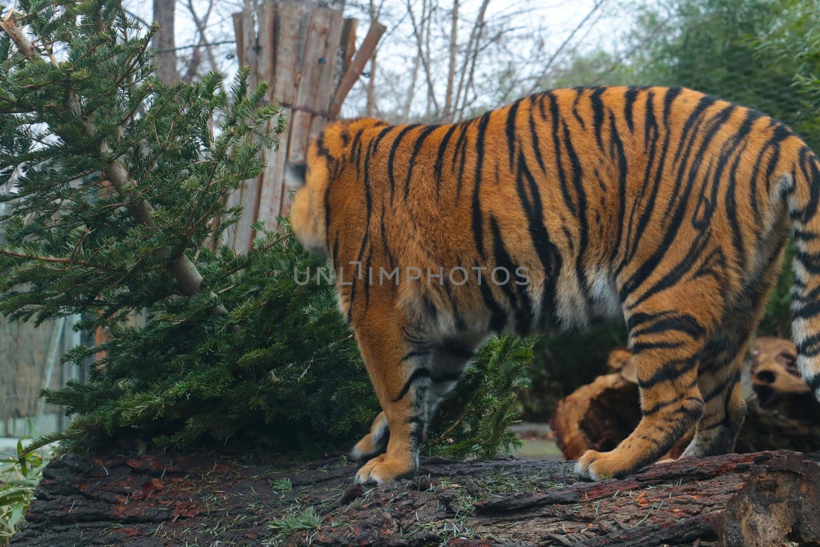 A tiger stands on a tree in the wild. Wild animals. A predatory cat