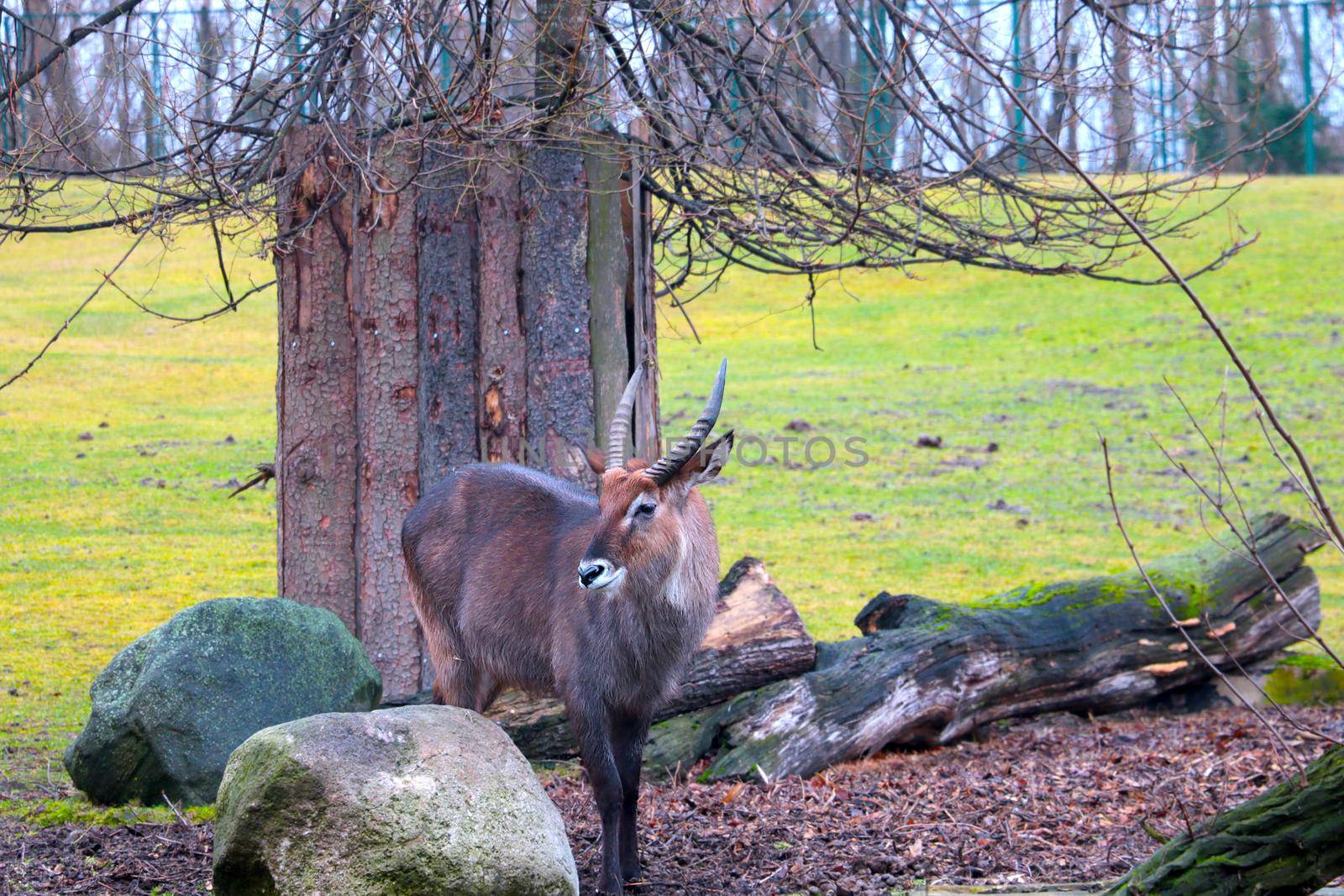 Beautiful antelope in the park for animals. Wildlife. by kip02kas