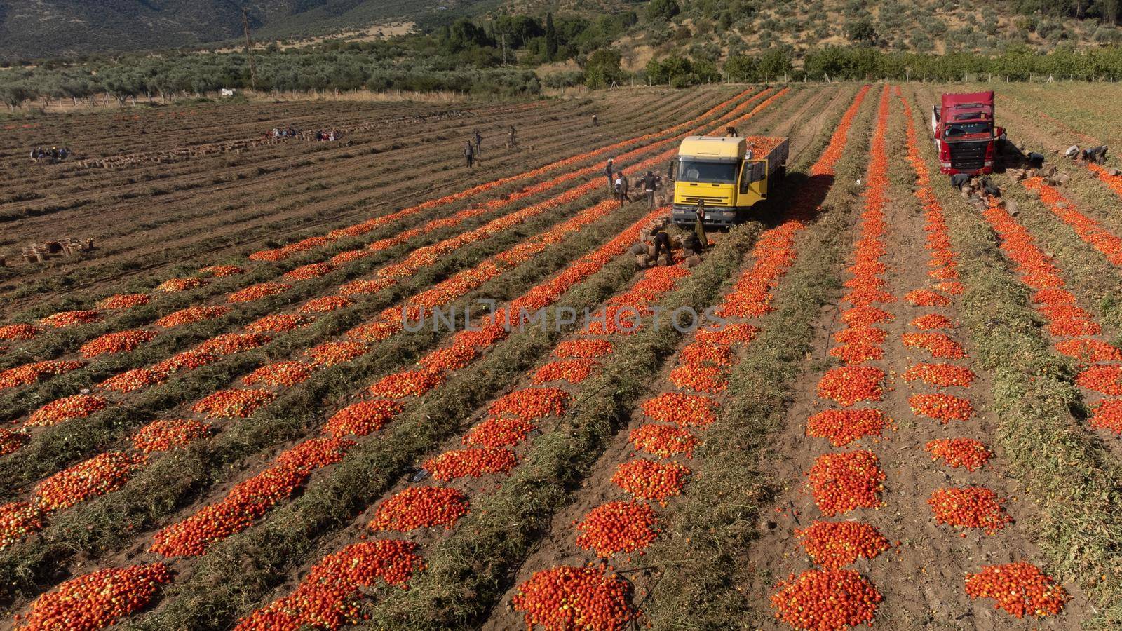 Aerial image of trucks loaded with Fresh harvested ripe Red Tomatoes. High quality photo