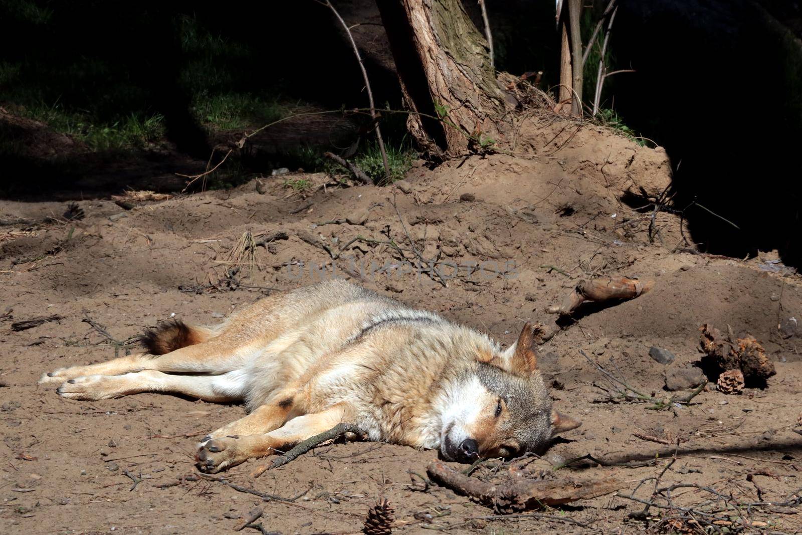 The wolf lies on the sand in the sun in the forest. Hot weather. Animals suffer from intense and great heat. by kip02kas