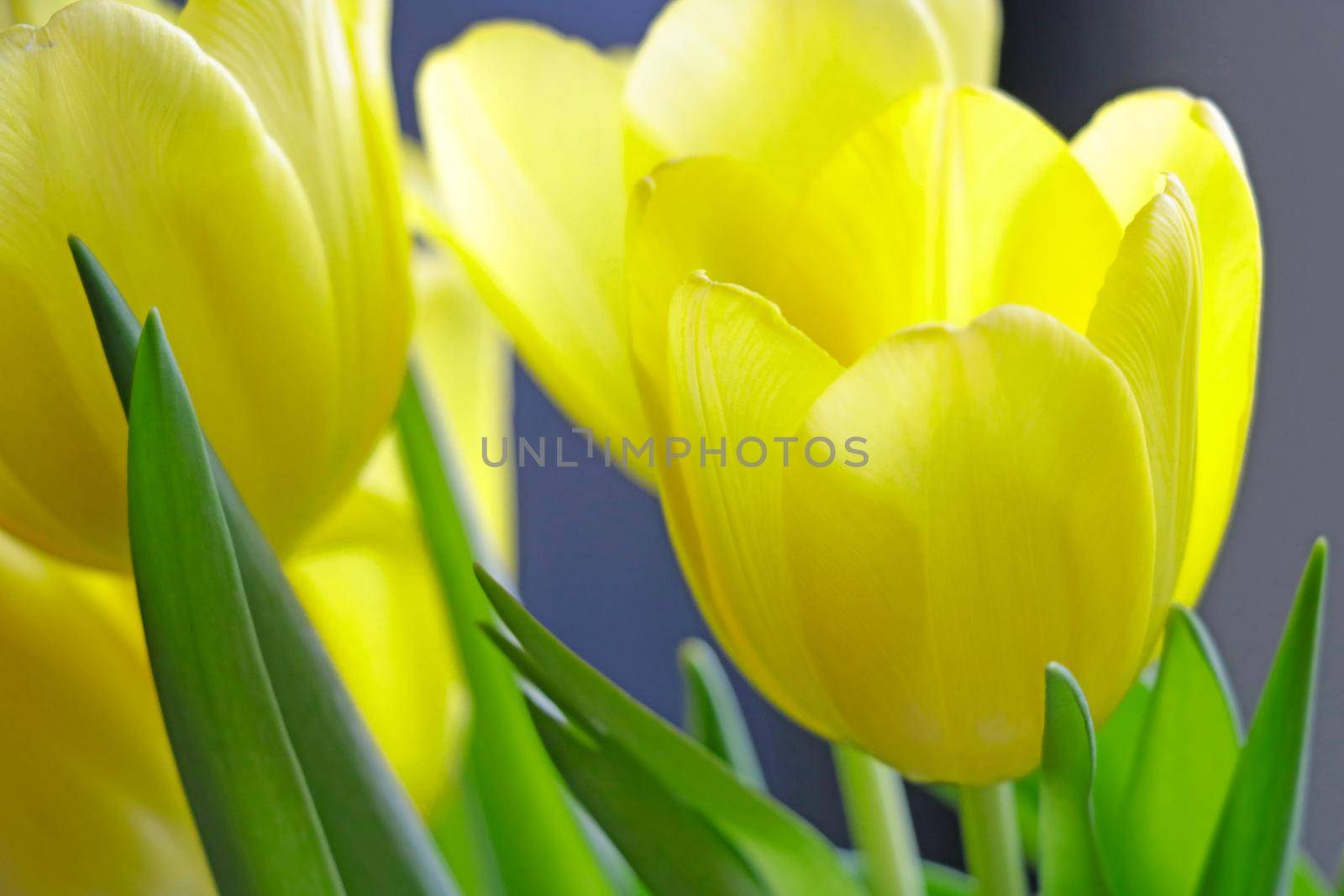 Beautiful yellow tulips bloom in the park. Nature background. Bouquet of fresh flowers for congratulations on the holiday. by kip02kas