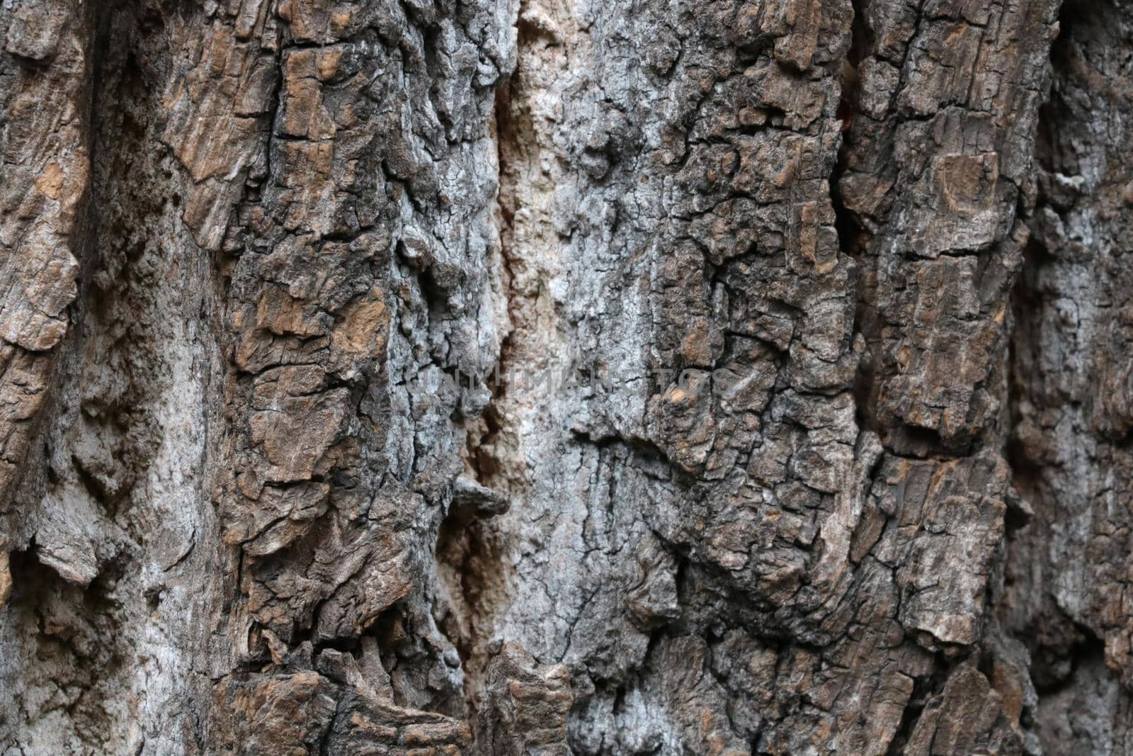 Gray texture of wood bark, wood background