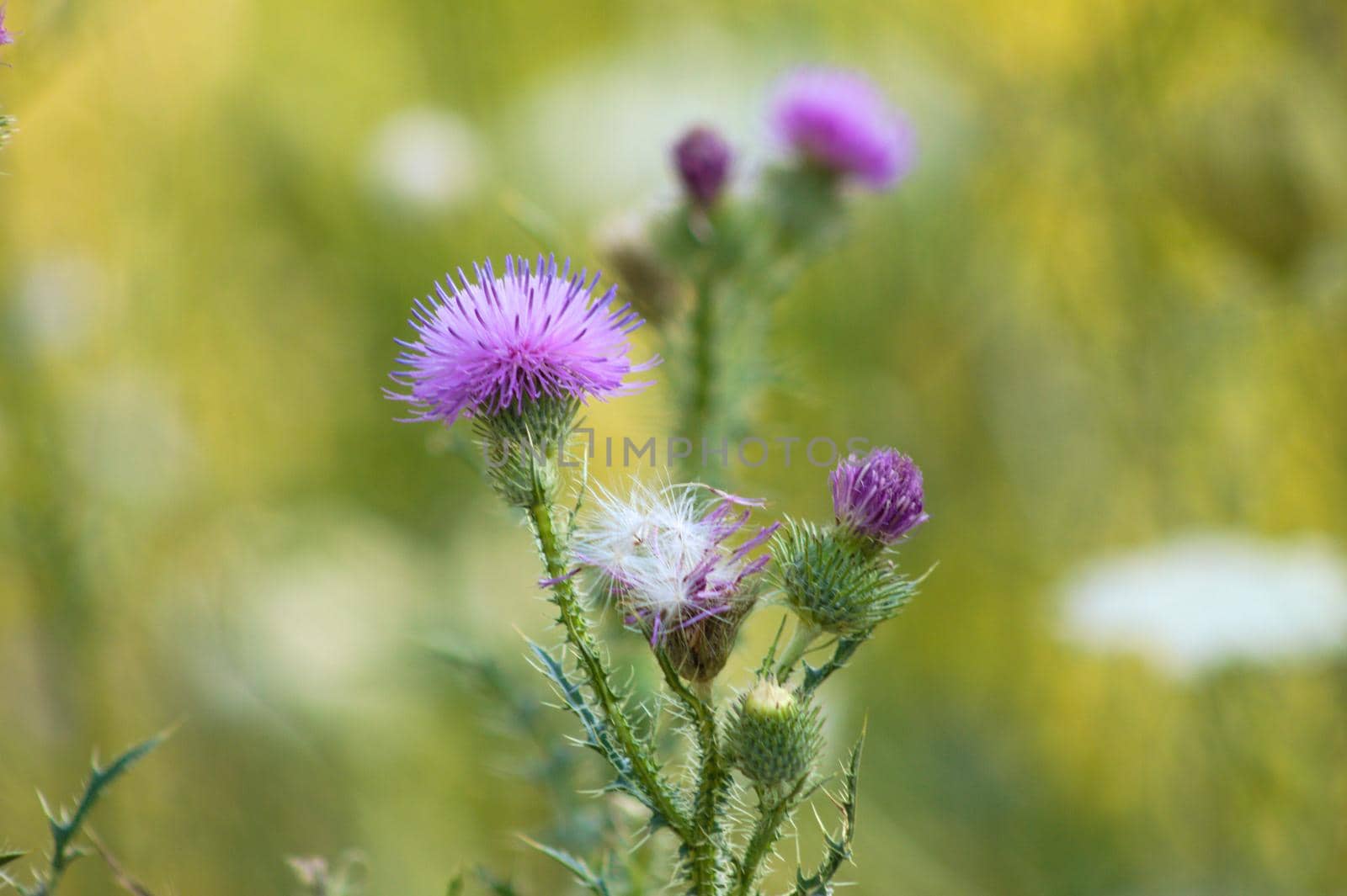 Close-up of spiny plumeless thistle flowers with green blurred plants on background