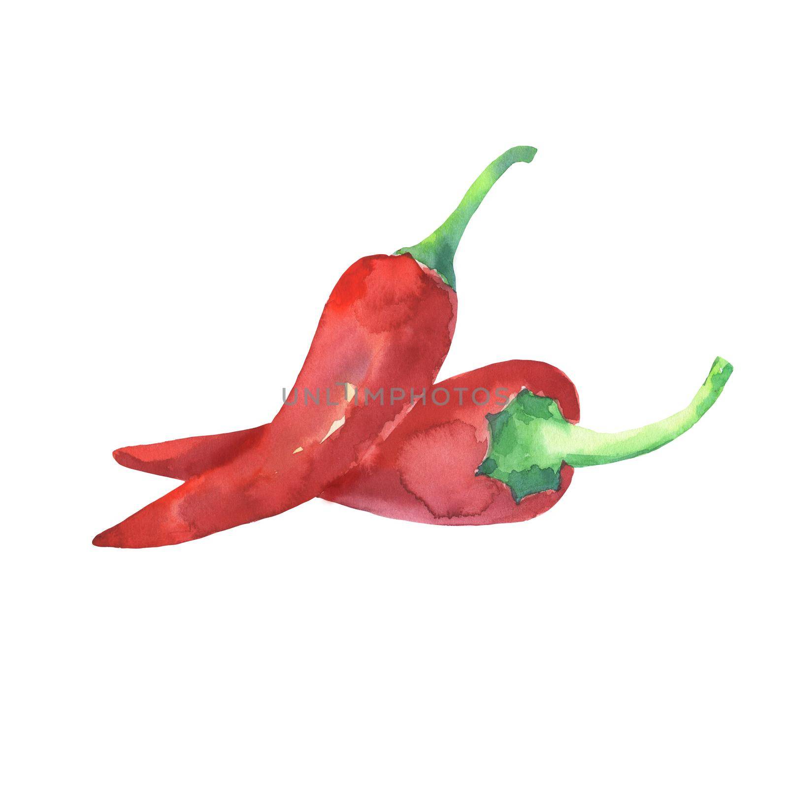 Red hot chili peppers. Hand drawing watercolor sketch isolated on white by ElenaPlatova