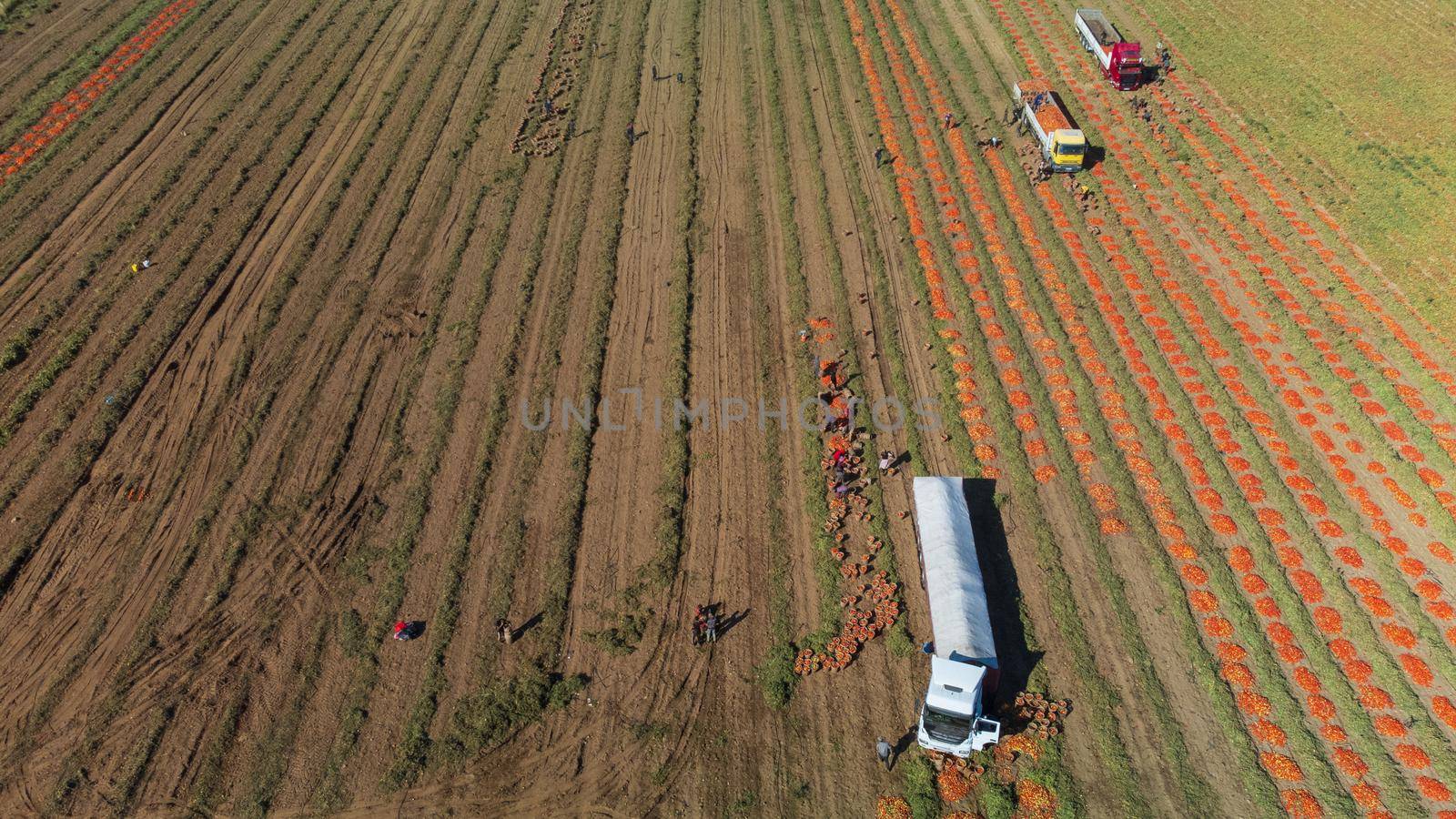 Aerial image of trucks loaded with Fresh harvested ripe Red Tomatoes. by senkaya