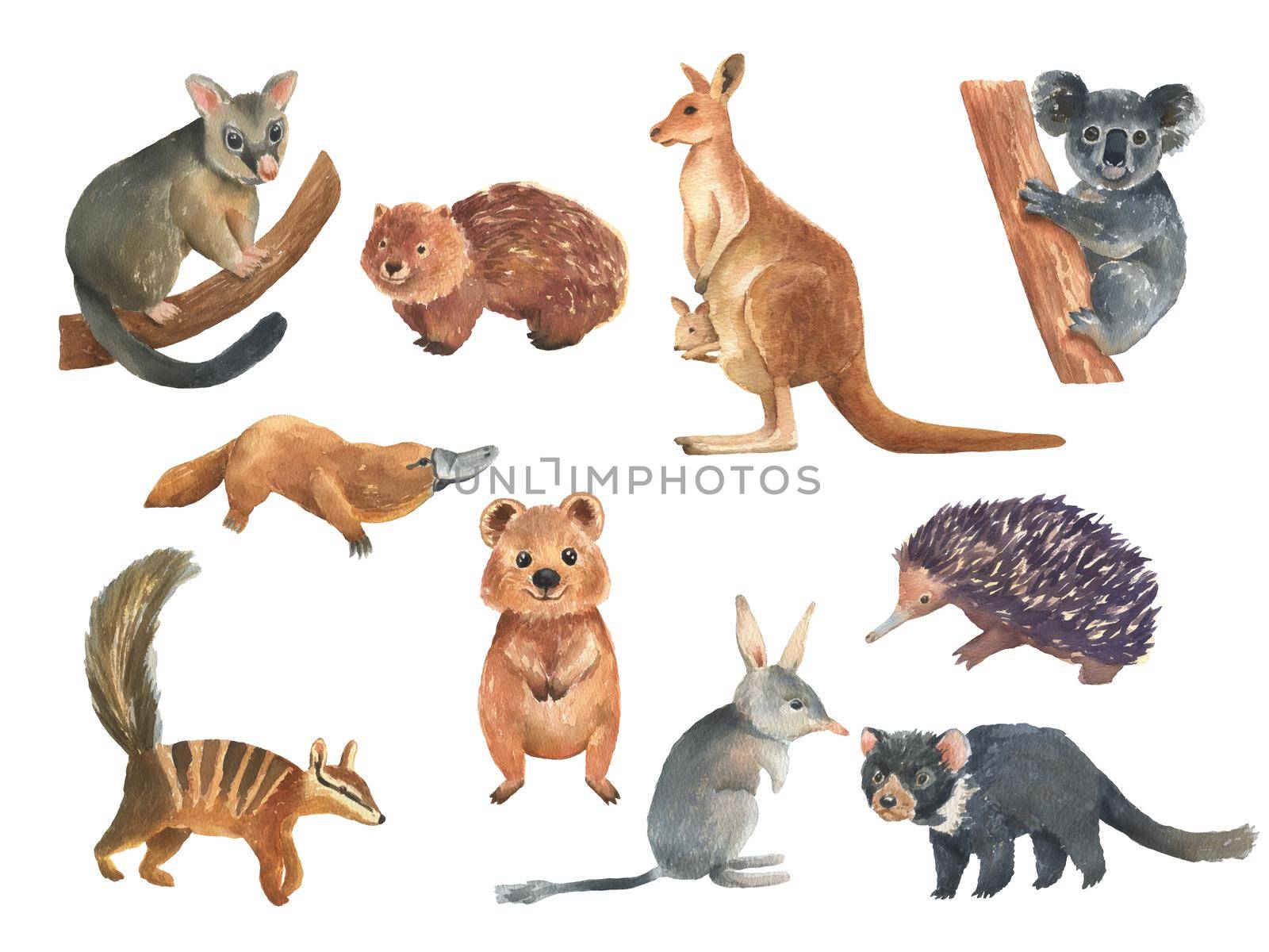 Set of Australian animals watercolor illustration isolated on white background. Cute hand drawn kangaroo, koala, bilby and quokka. Australia Day by ElenaPlatova