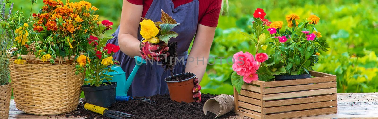 A woman is planting flowers in the garden. Selective focus. by yanadjana