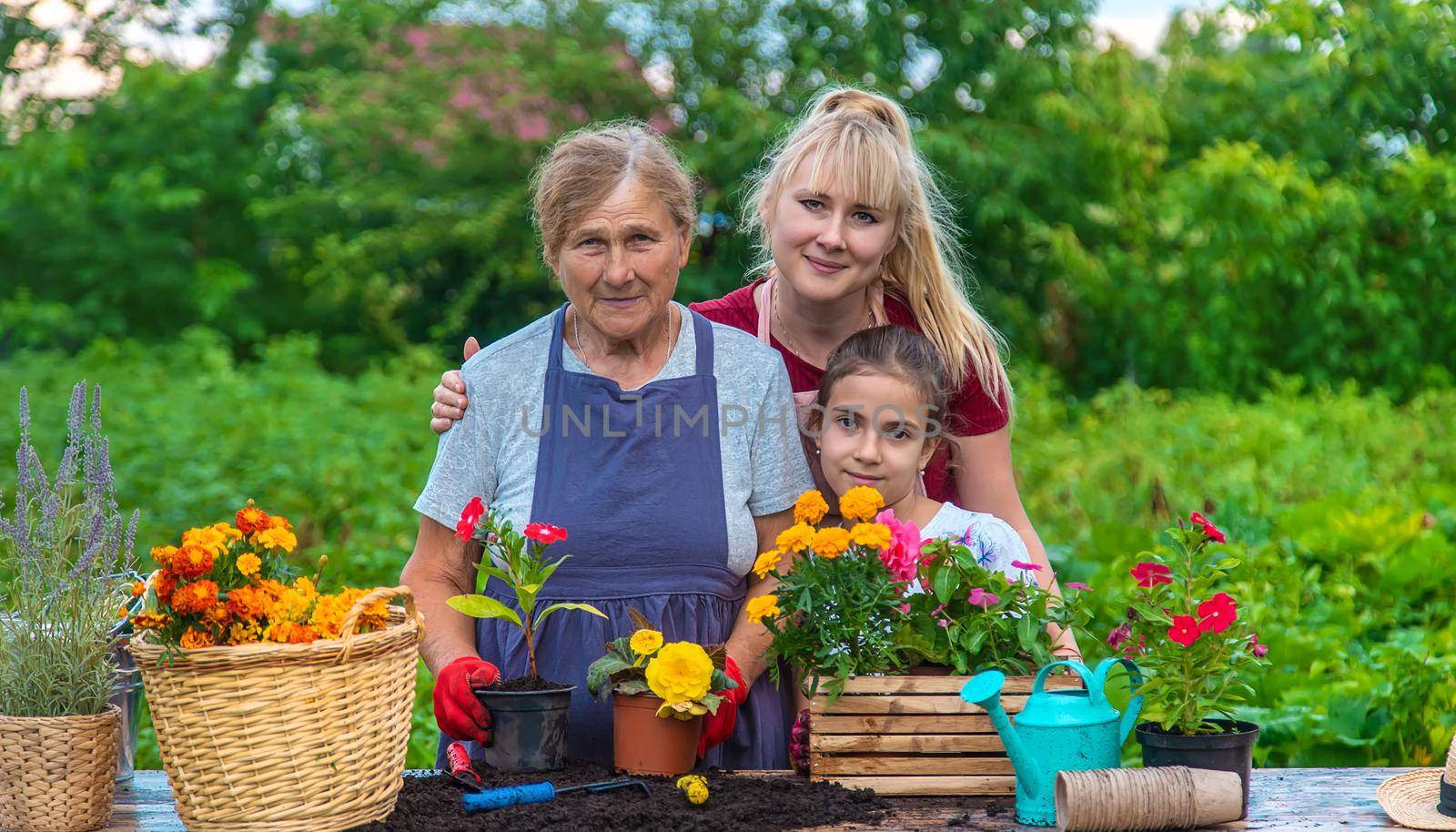 Women grandmother and granddaughter are planting flowers in the garden. Selective focus. by yanadjana