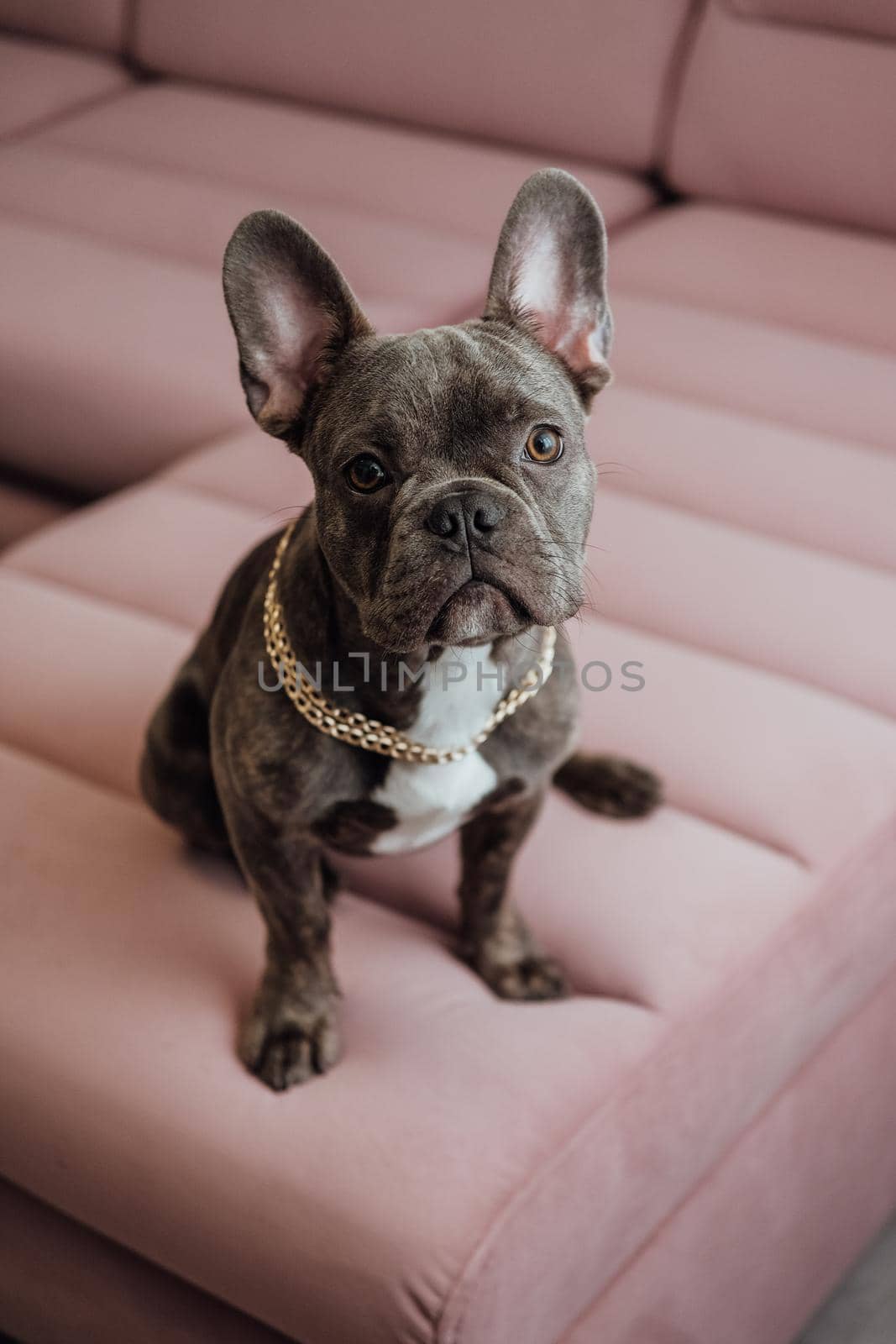 Portrait of French Bulldog with Golden Chain Sitting on Pink Sofa and Looking Into Camera, Little Dog Posing