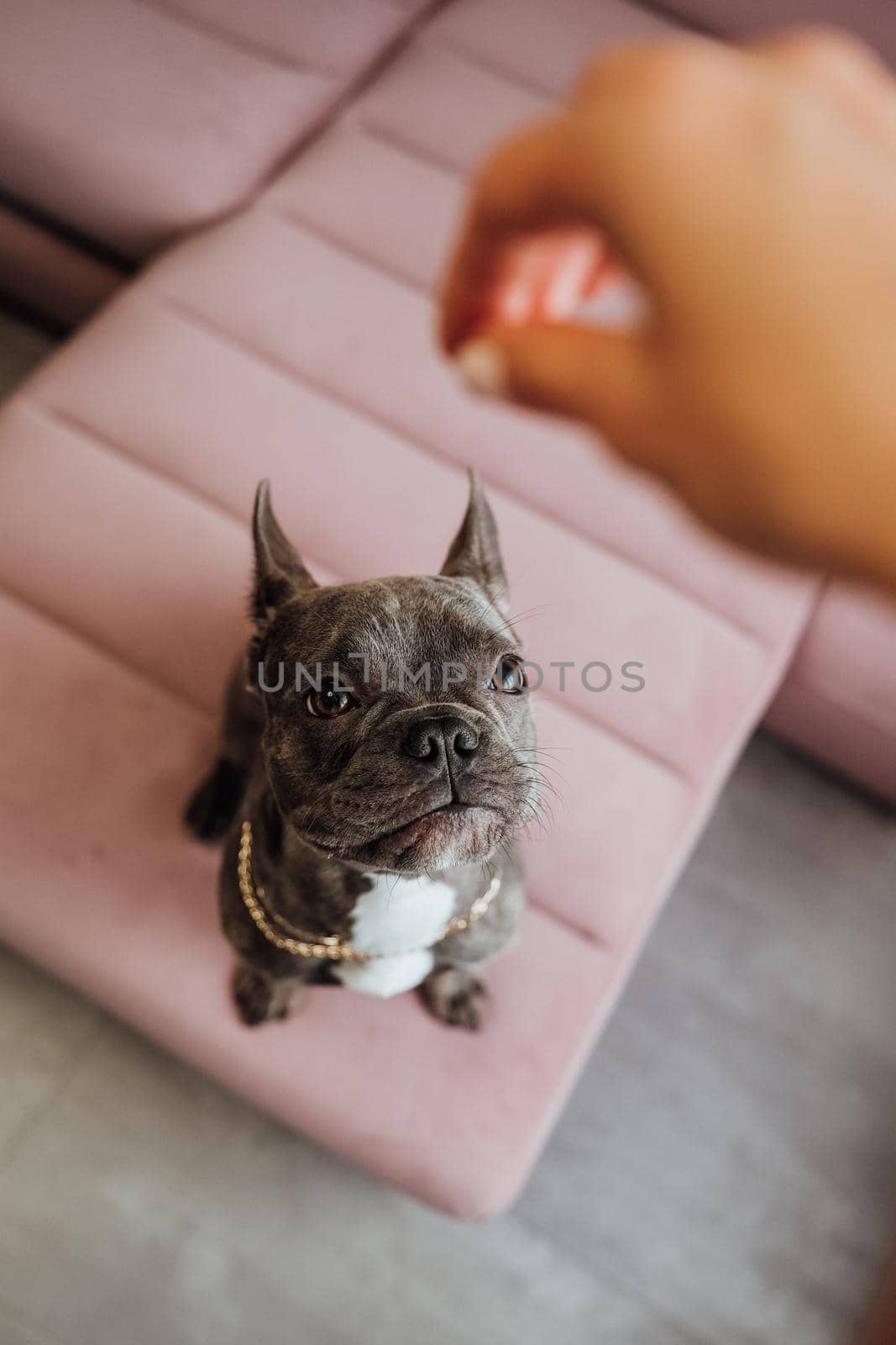 French Bulldog with Golden Chain Sitting on Pink Sofa and Looking Up Impatiently, Small Dog Waiting for Food