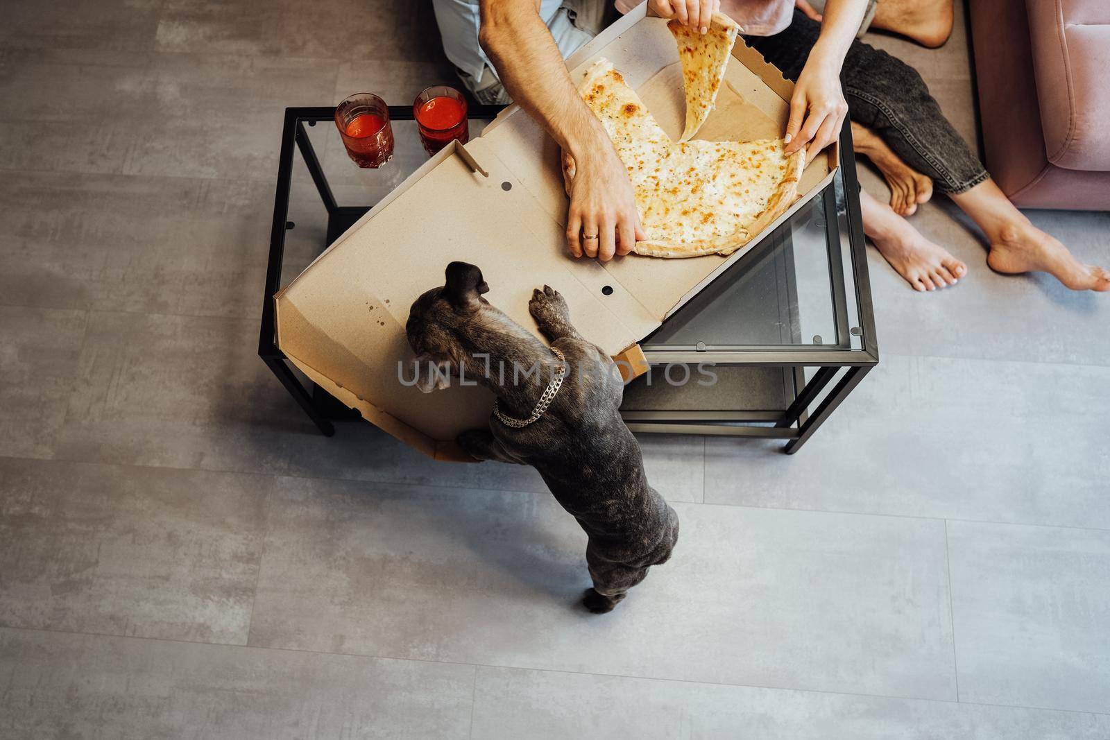 Unrecognisable Man and Woman Eating Pizza with Pet Dog, French Bulldog with Golden Chain Licking Box with Food