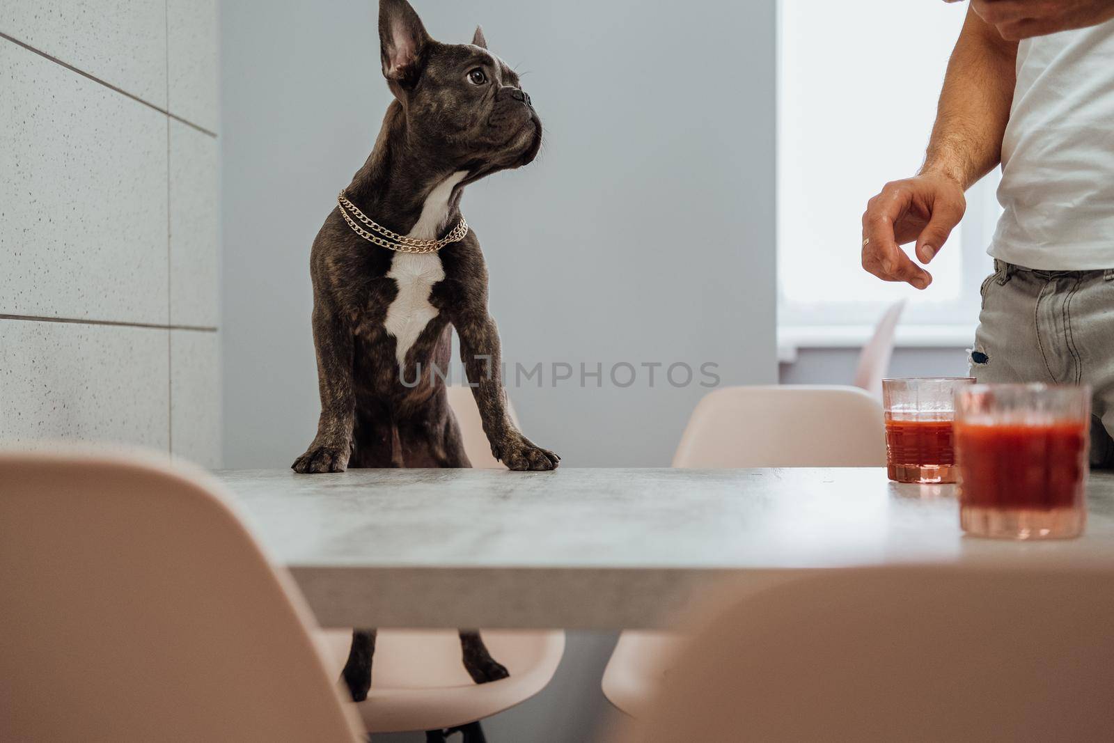 French Bulldog Climbed with His Front Paws on Kitchen Table and is Waiting for Human Food to Eat with Owner