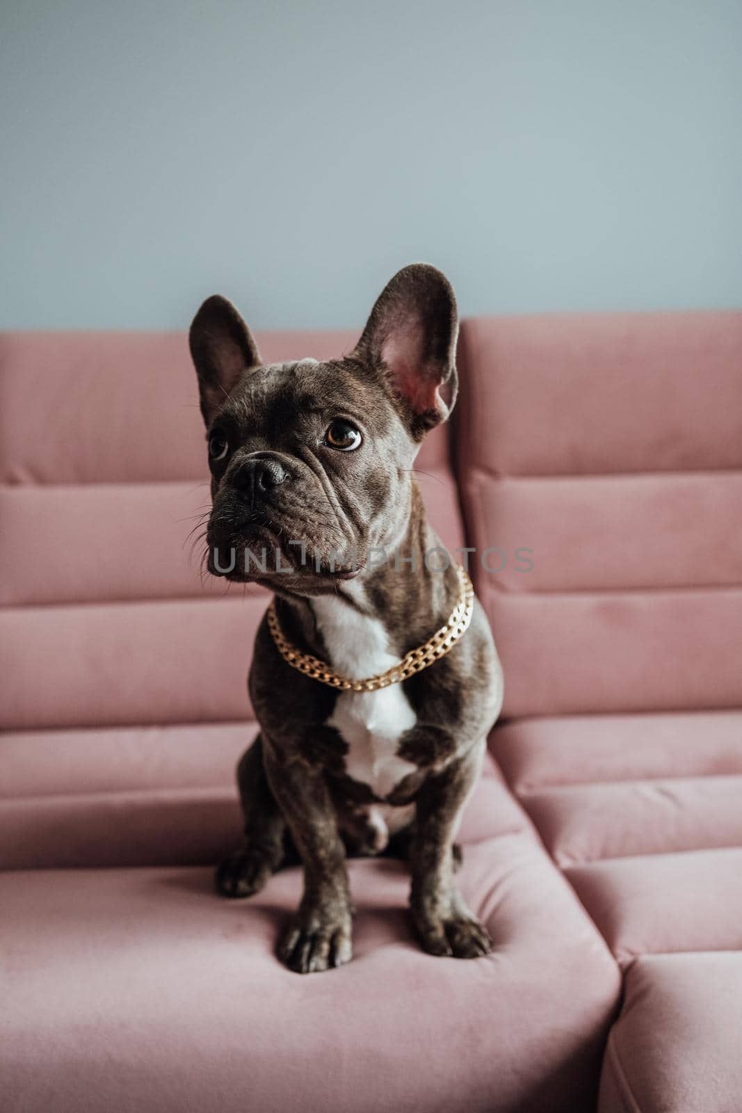 Small French Bulldog with Golden Chain Sitting on the Pink Sofa Looking Up Pitifully by Romvy