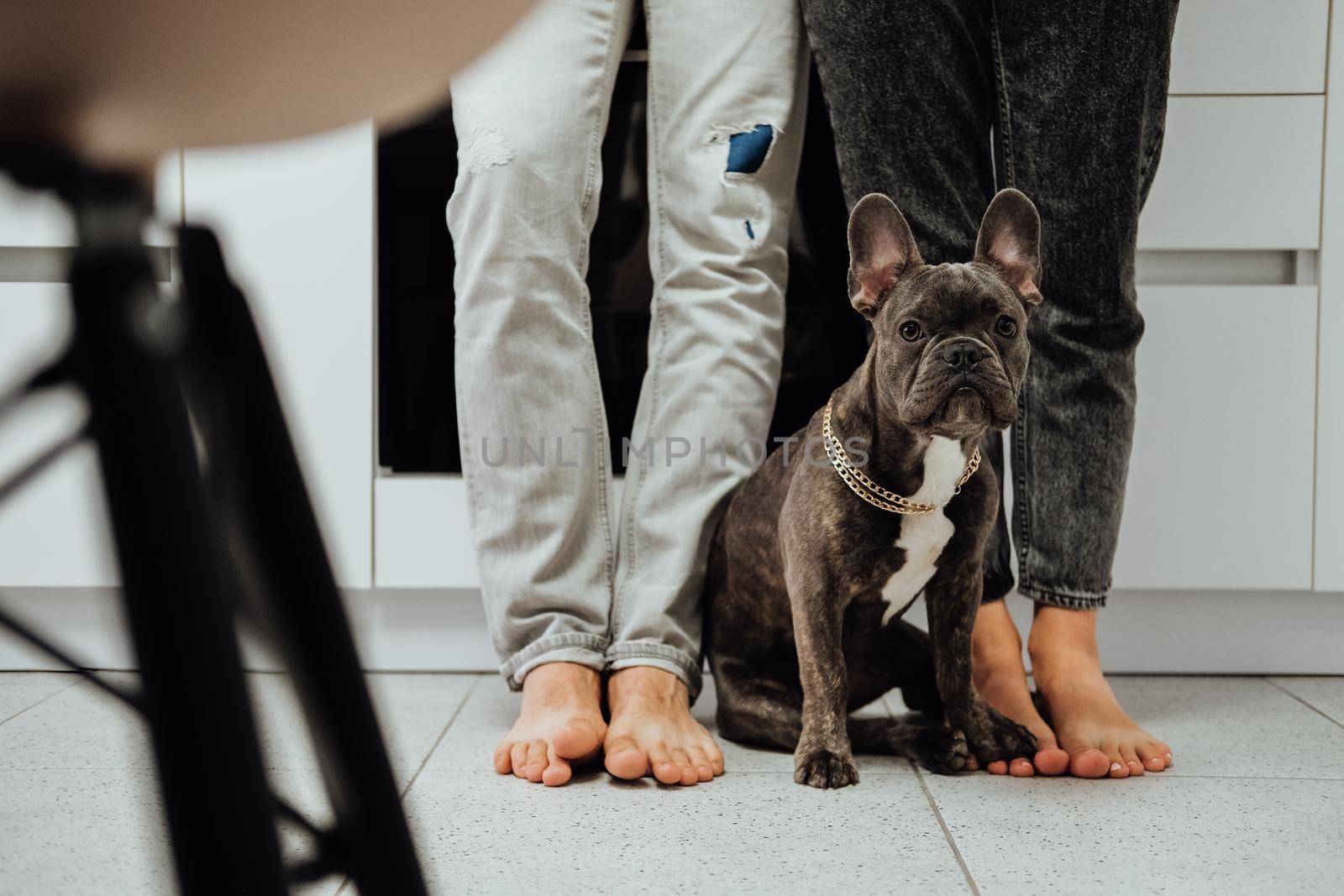 Small French Bulldog with Golden Chain Sitting on Kitchen Floor Next to the Owner's Feet