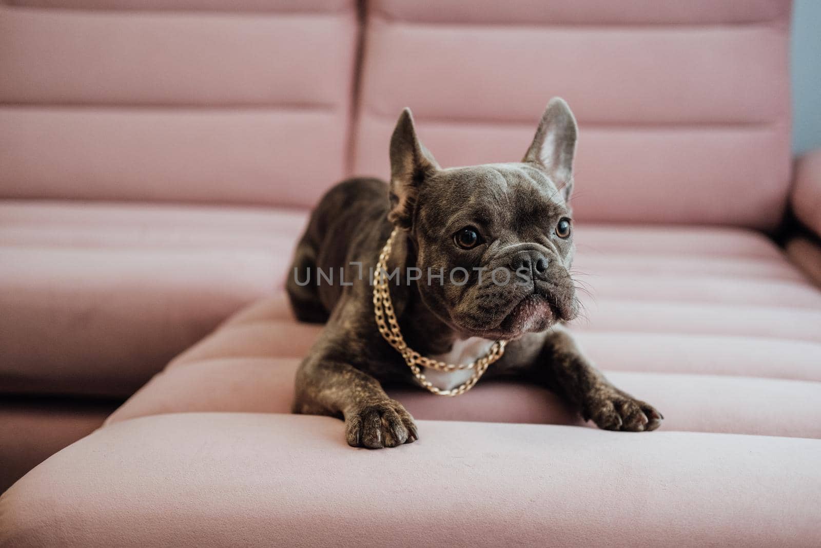Close Up Portrait of Small French Bulldog with Golden Chain Laying on Pink Sofa Indoors