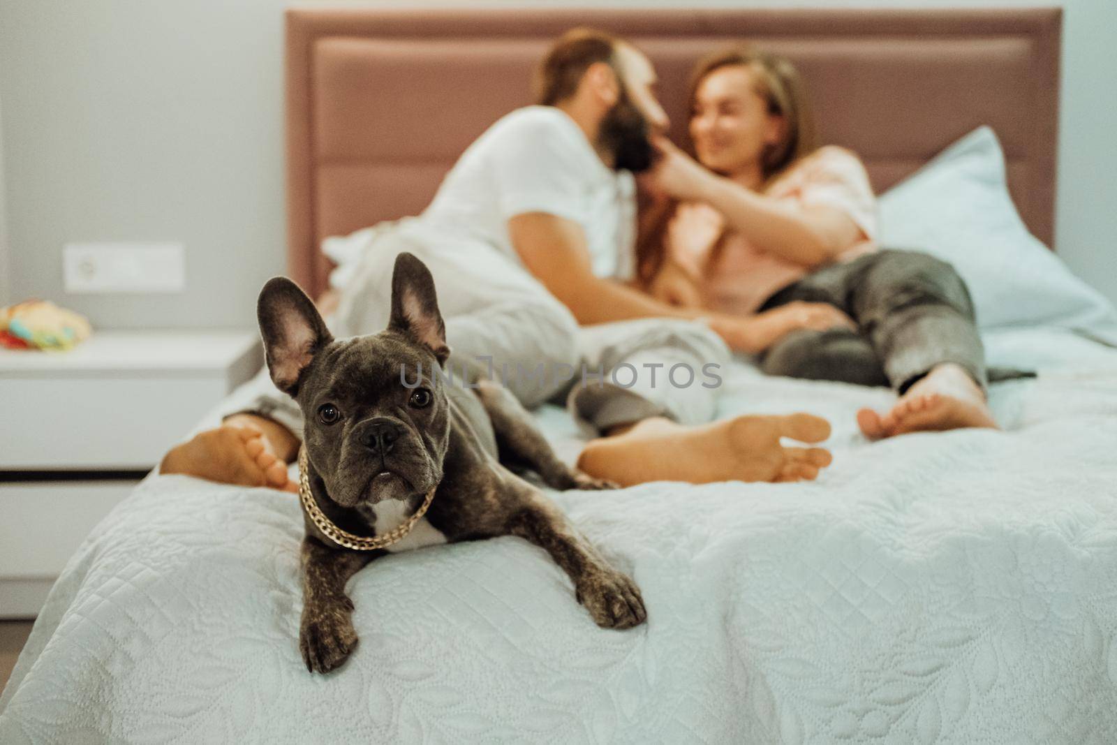 French Bulldog with Golden Chain Laying on Bed with Cheerful Man and Woman on the Background, Family with Pet at Home