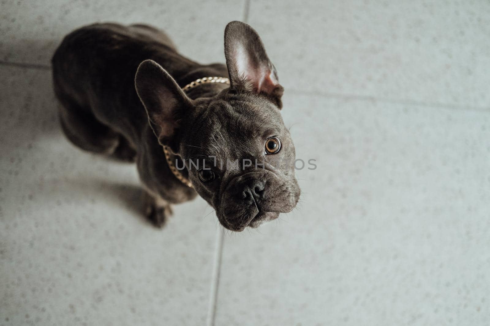 Small French Bulldog with Golden Chain Sitting on Floor and Looking Up Pitifully Into the Camera