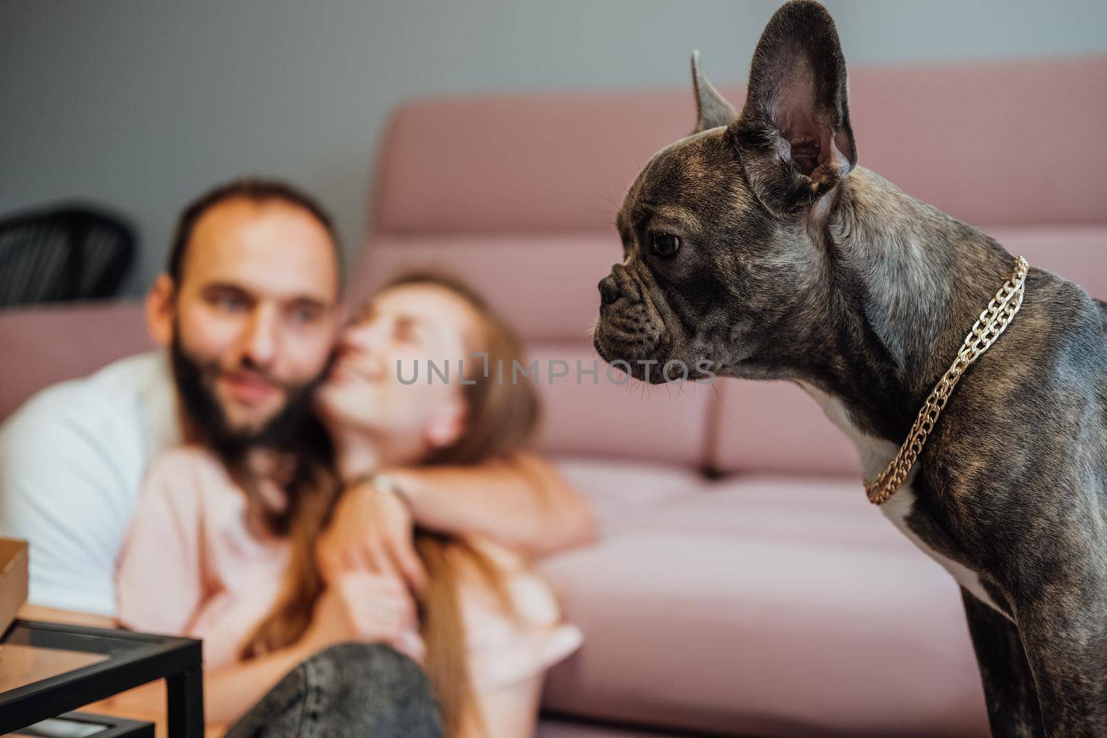 Small French Bulldog Pitifully Looking While Cheerful Man and Woman Smiling on Background